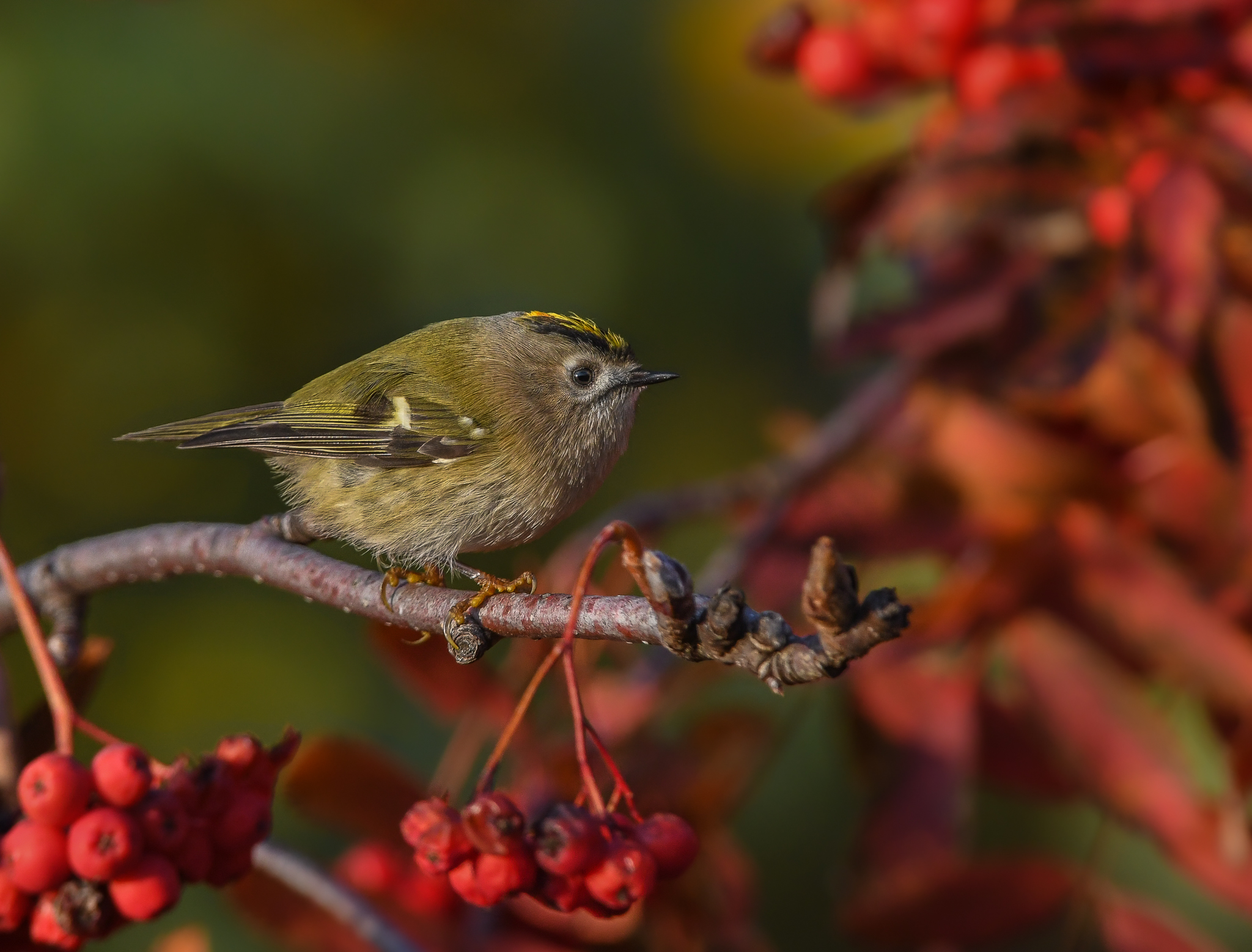 Regolo con luce di primo mattino