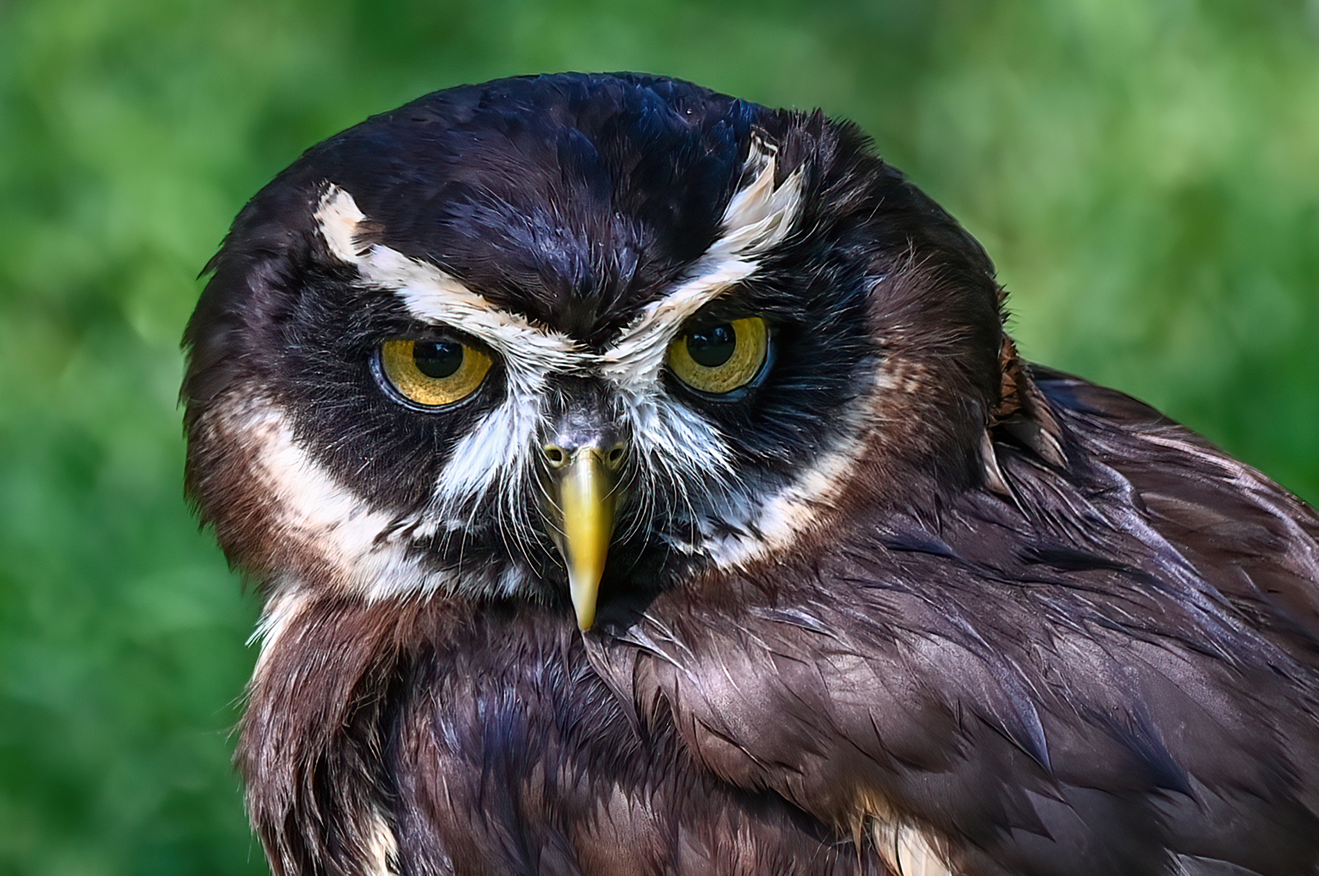 Spectacled owl