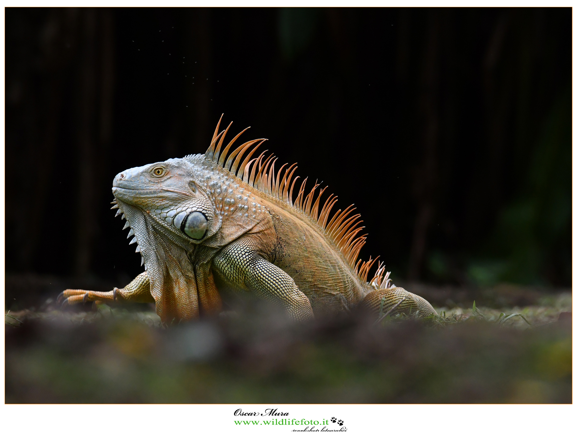 Maschio dominante Iguana arboricola www.wildlifefoto.it
