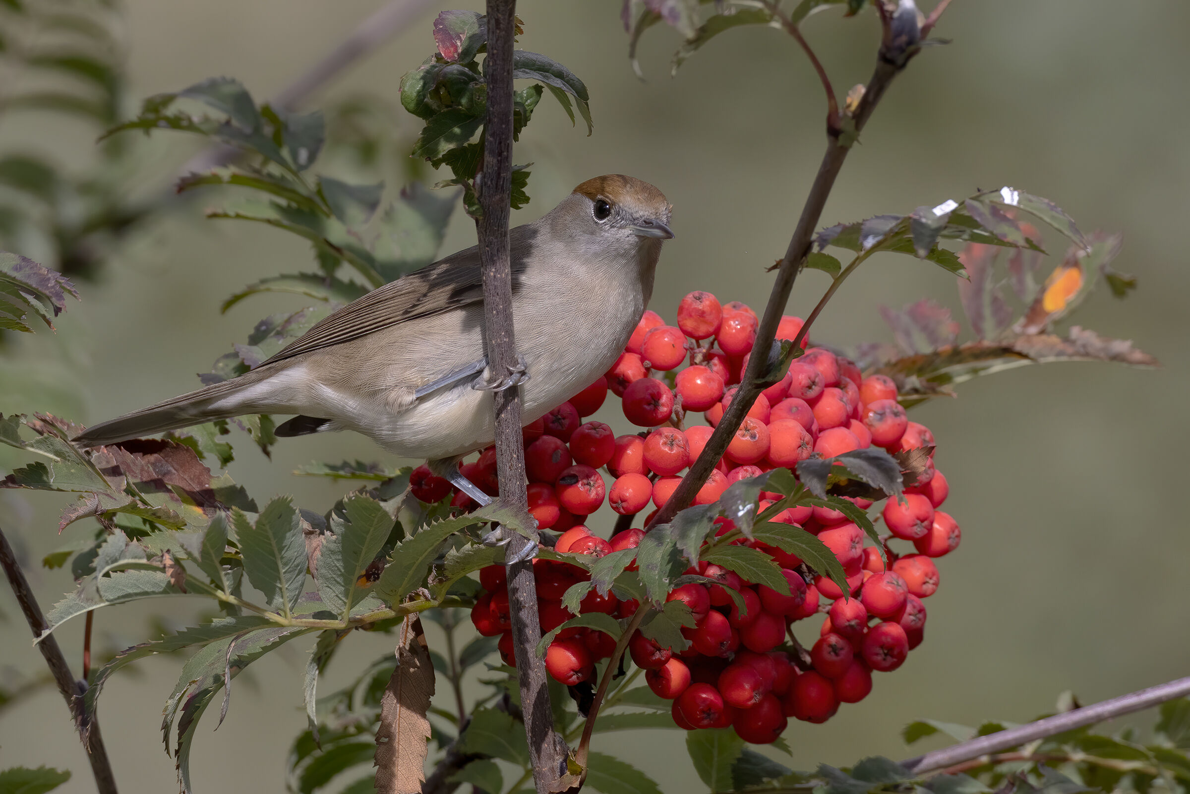 Capinera femmina (Sylvia atricapilla) su sorbo