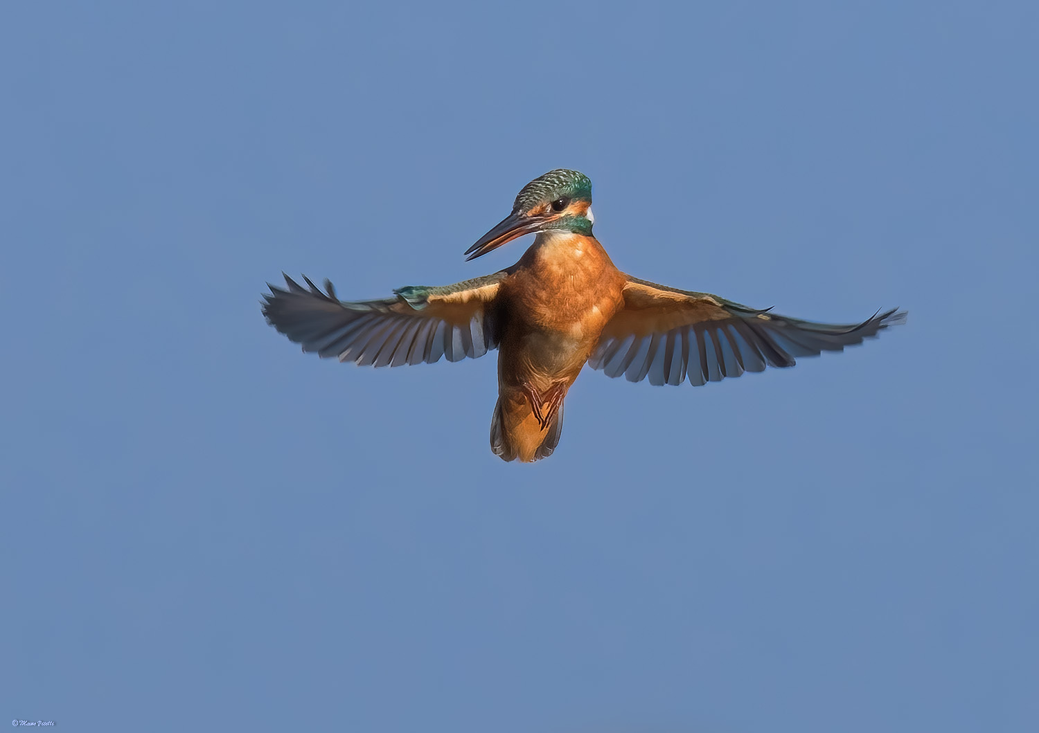 Kingfisher (Alcedo atthis)