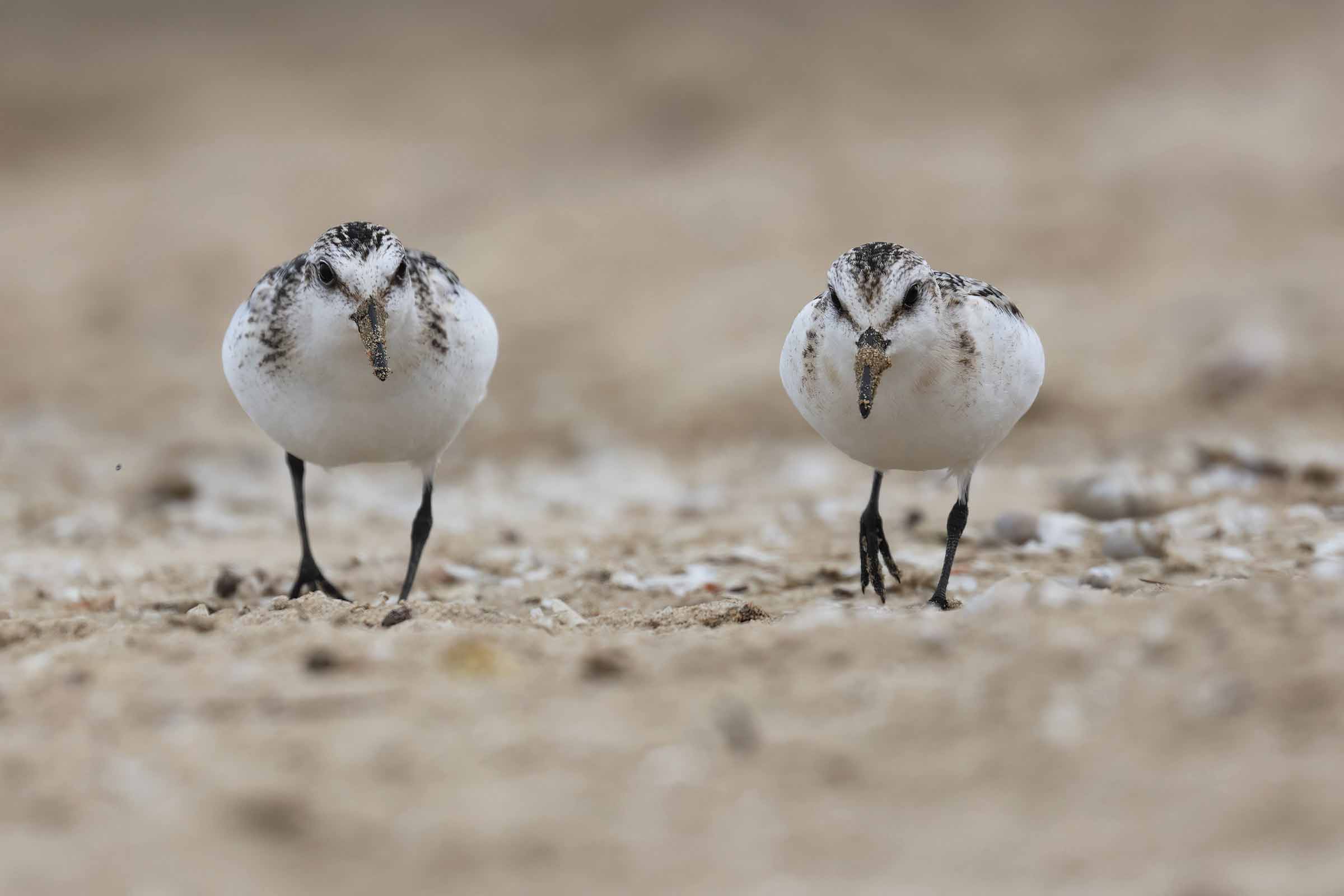 Si nun te ne vai te menamo!