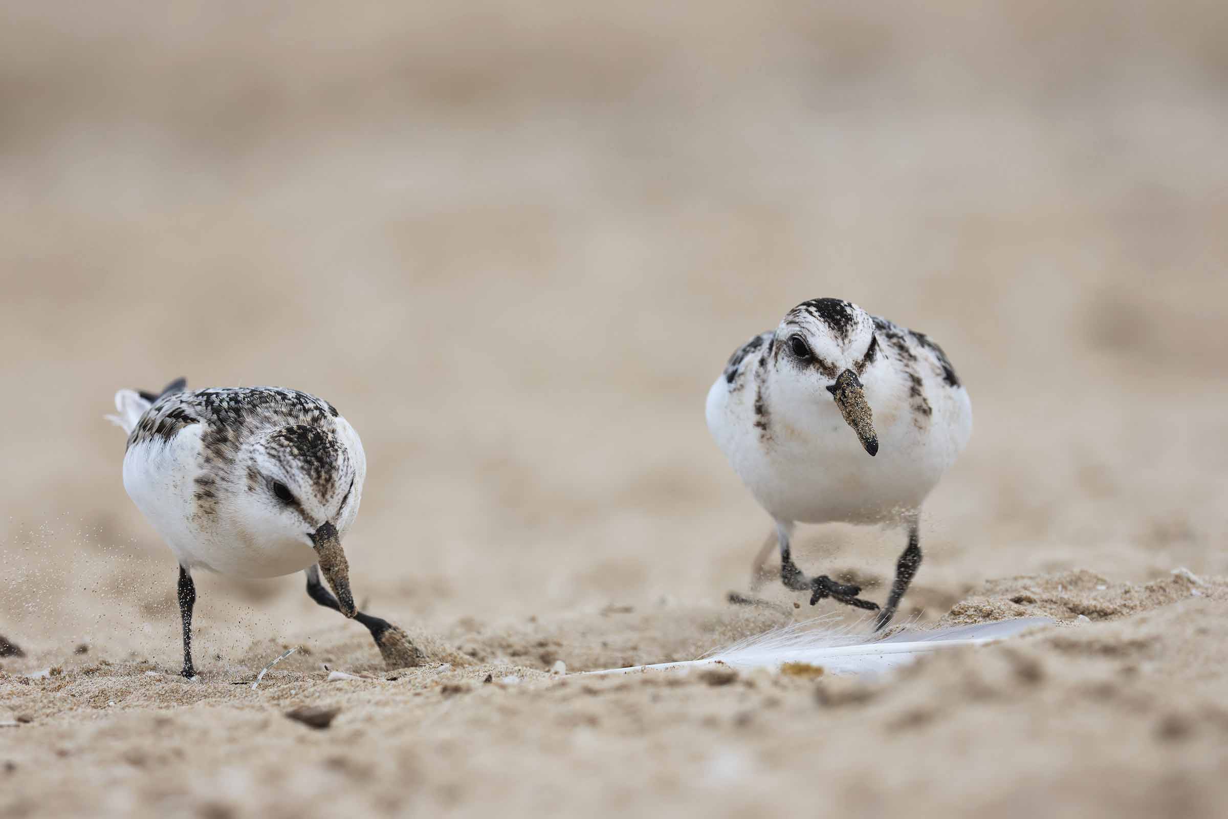 Rise that we fill you with sand!