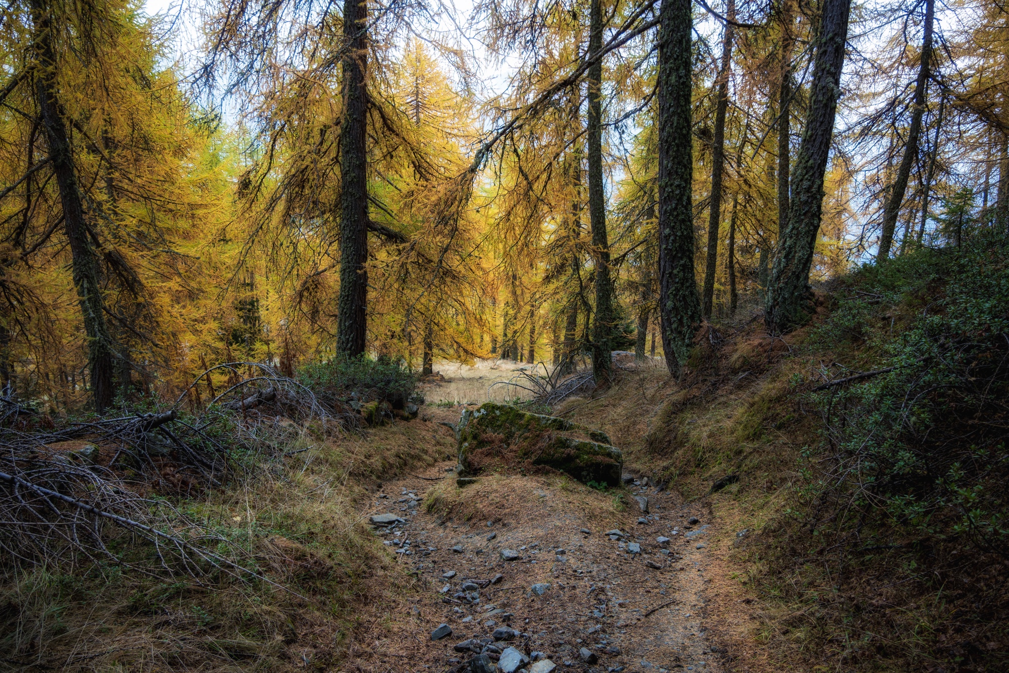 Sentiero nel bosco autunnale