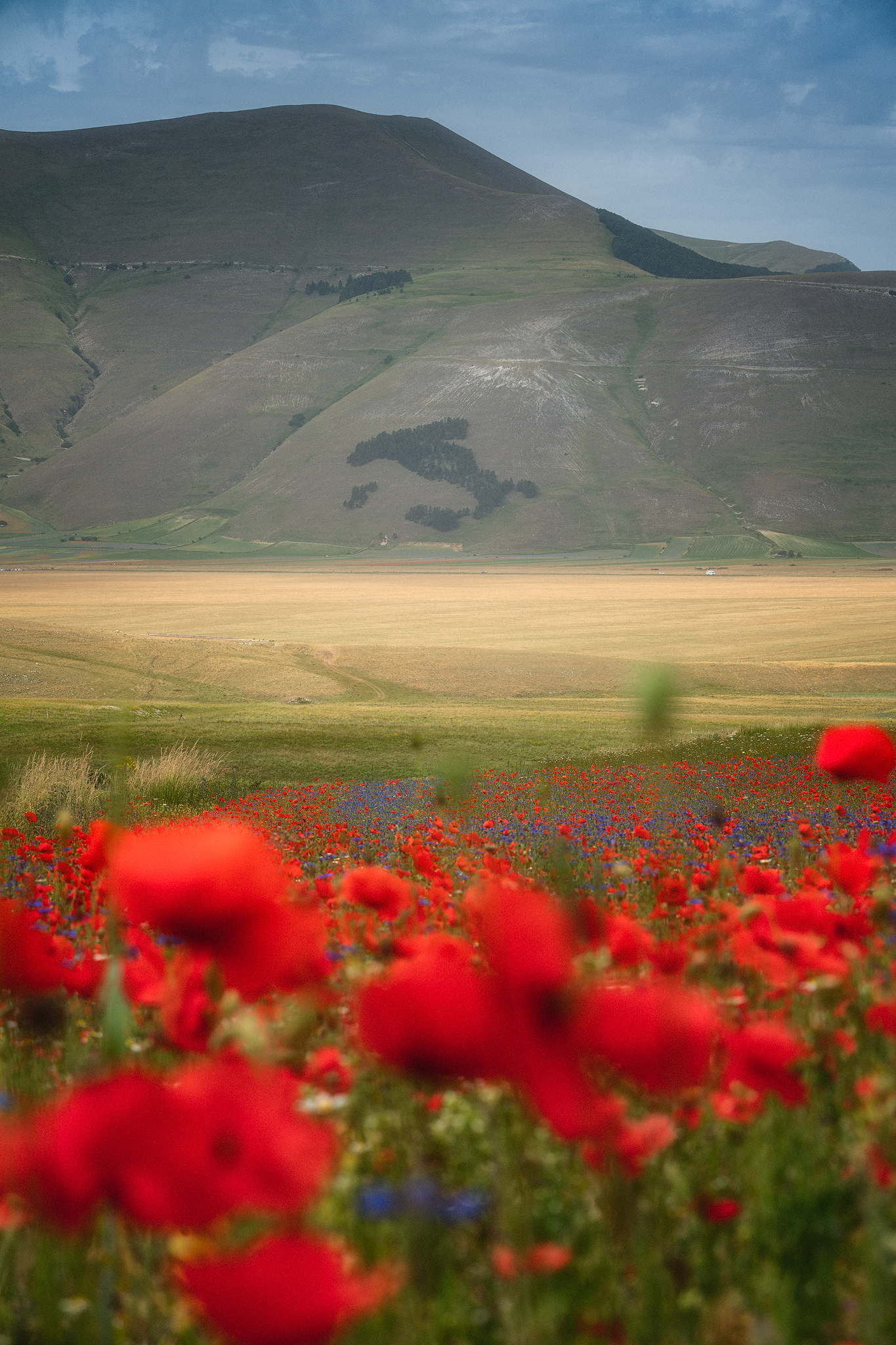La piana di Castelluccio vista da Forca di Presta