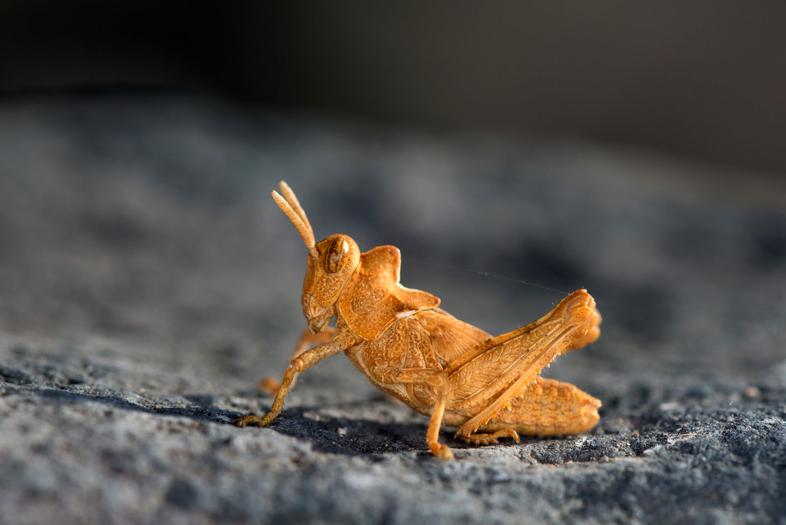 neanide di Cavalletta