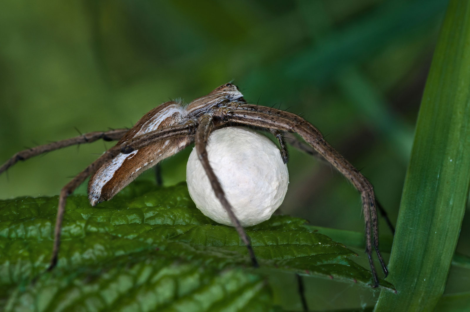 Lycosa agrestis con sacco ovigero