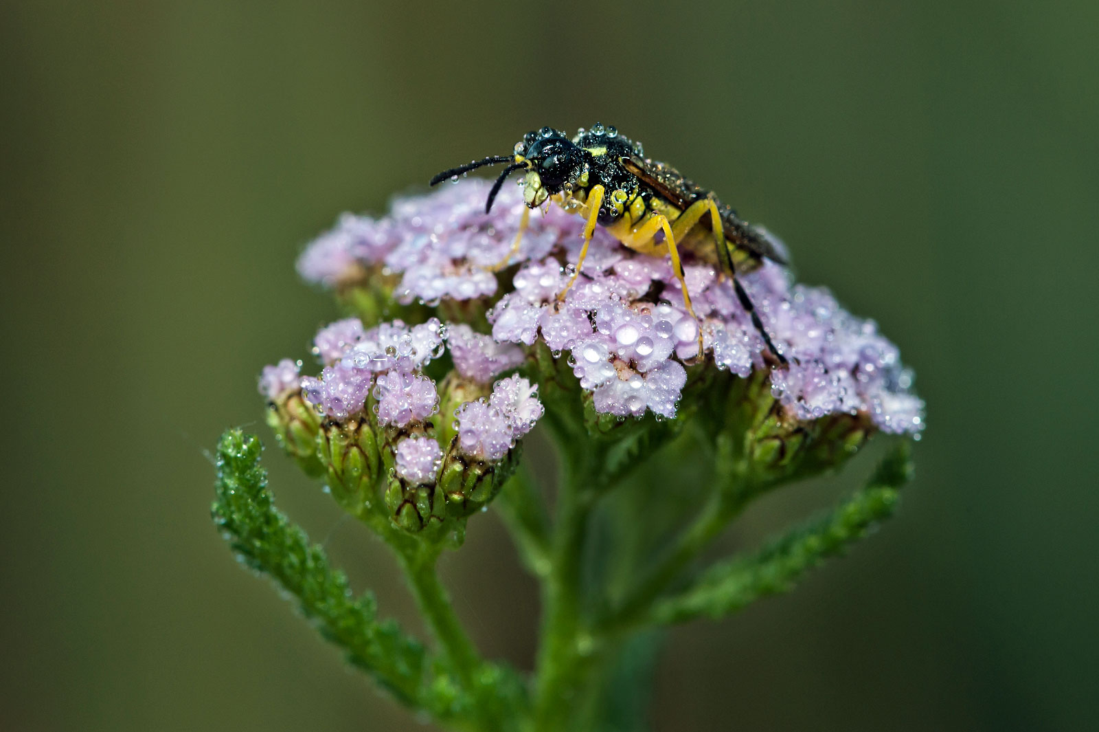 Vespa su ombrellifera