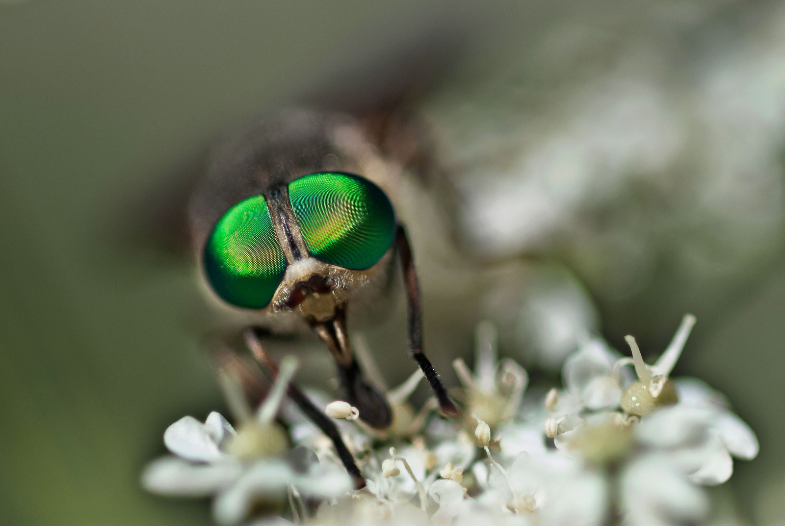 occhi di Tabanus bovinus