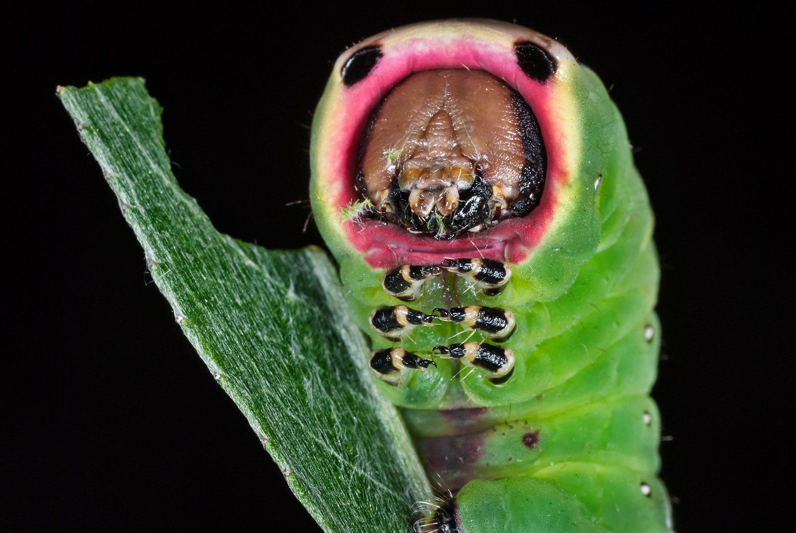 bruco di Arpia (Cerura vinula)