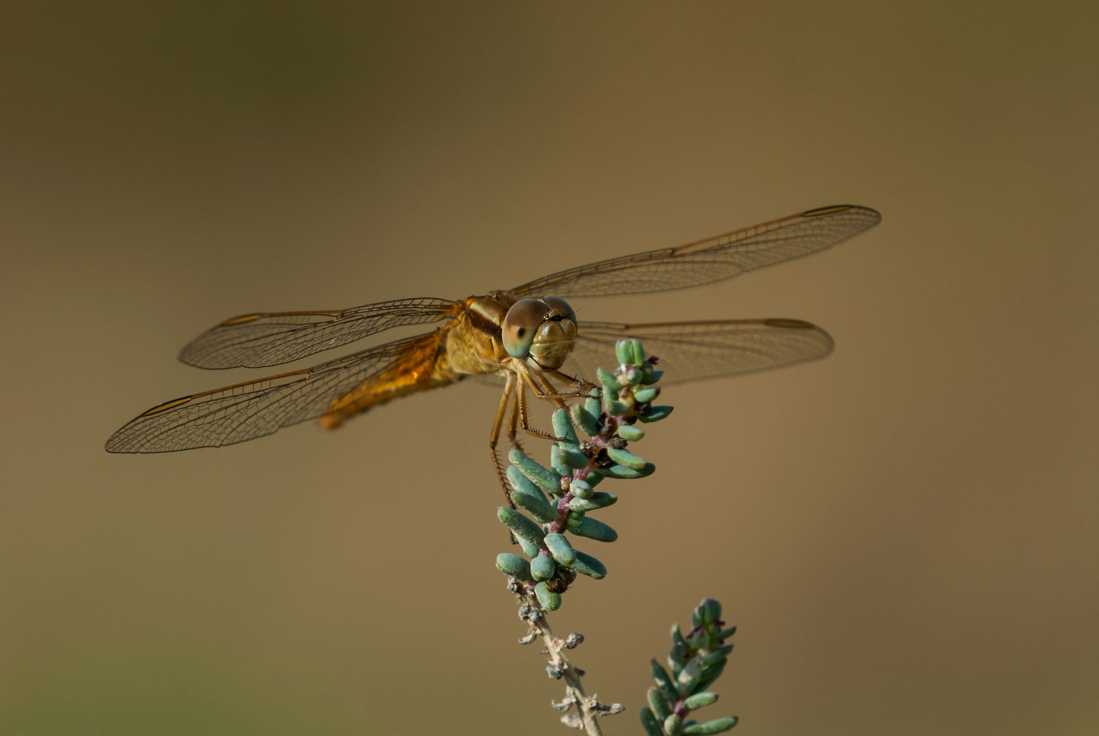 Crocothemis erythraea f.