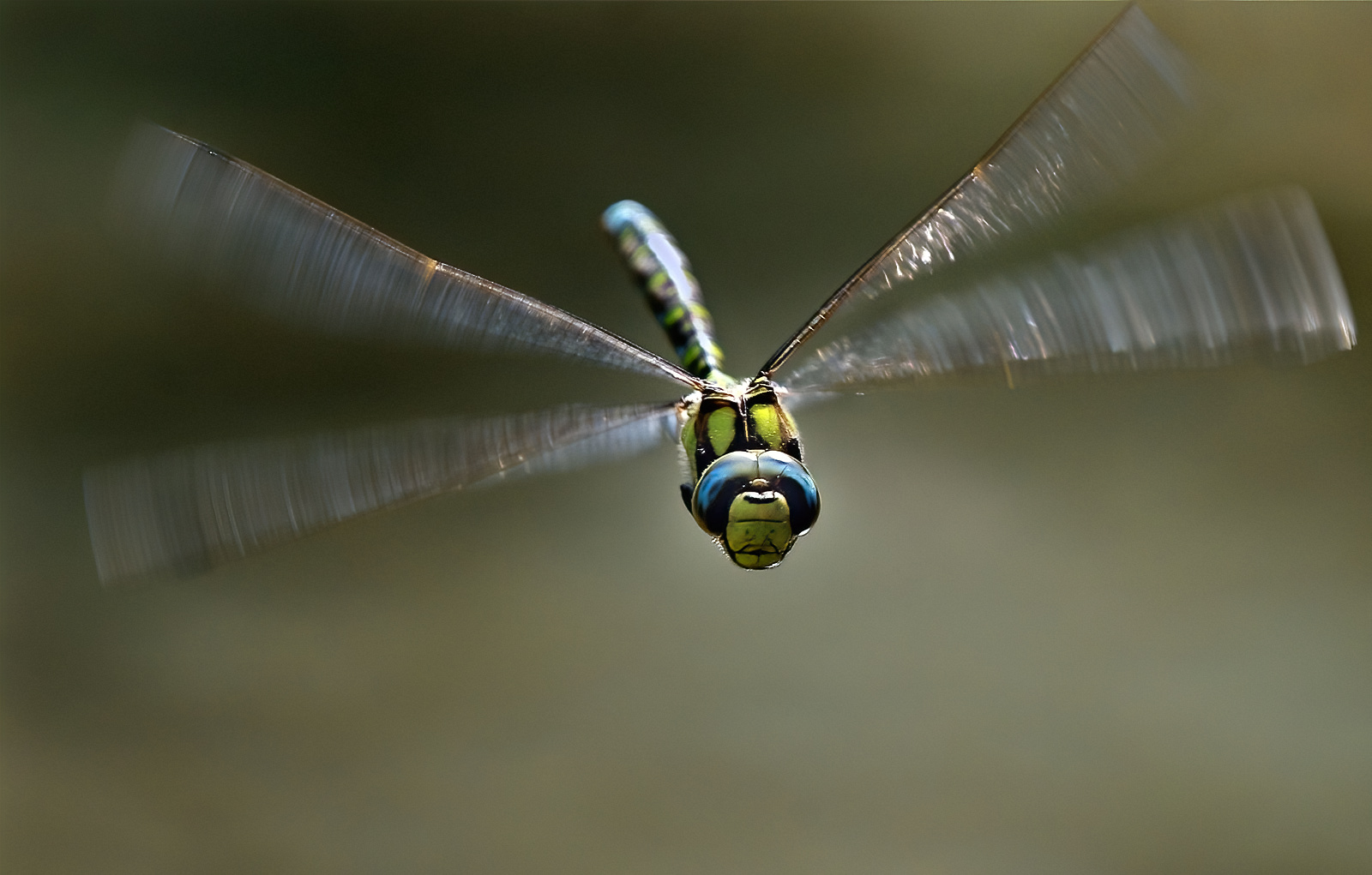 Libellula (Aeshna cyanea)