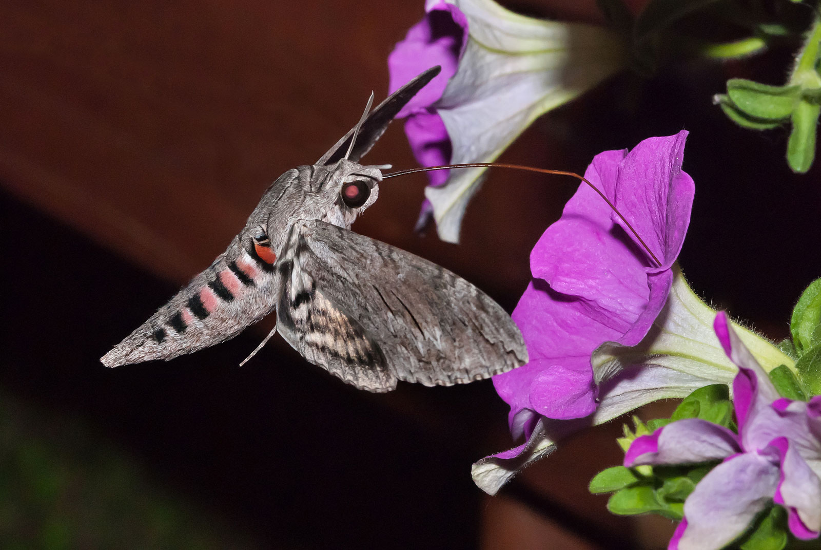 Sfinge del Convolvolo (Agrius convolvuli)