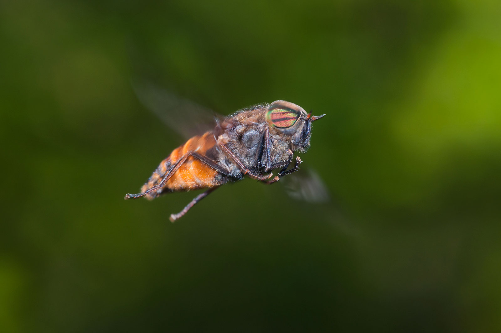 Dittero Volucella sp.