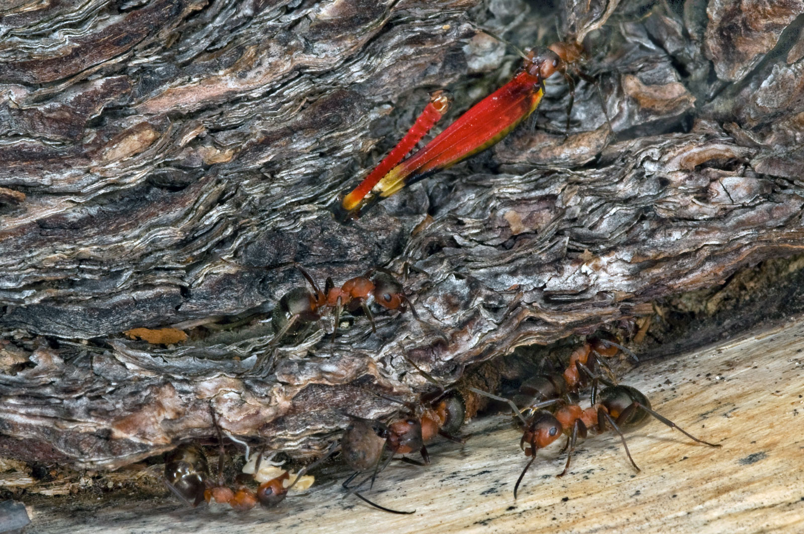 Formiche rosse (F. rufa)