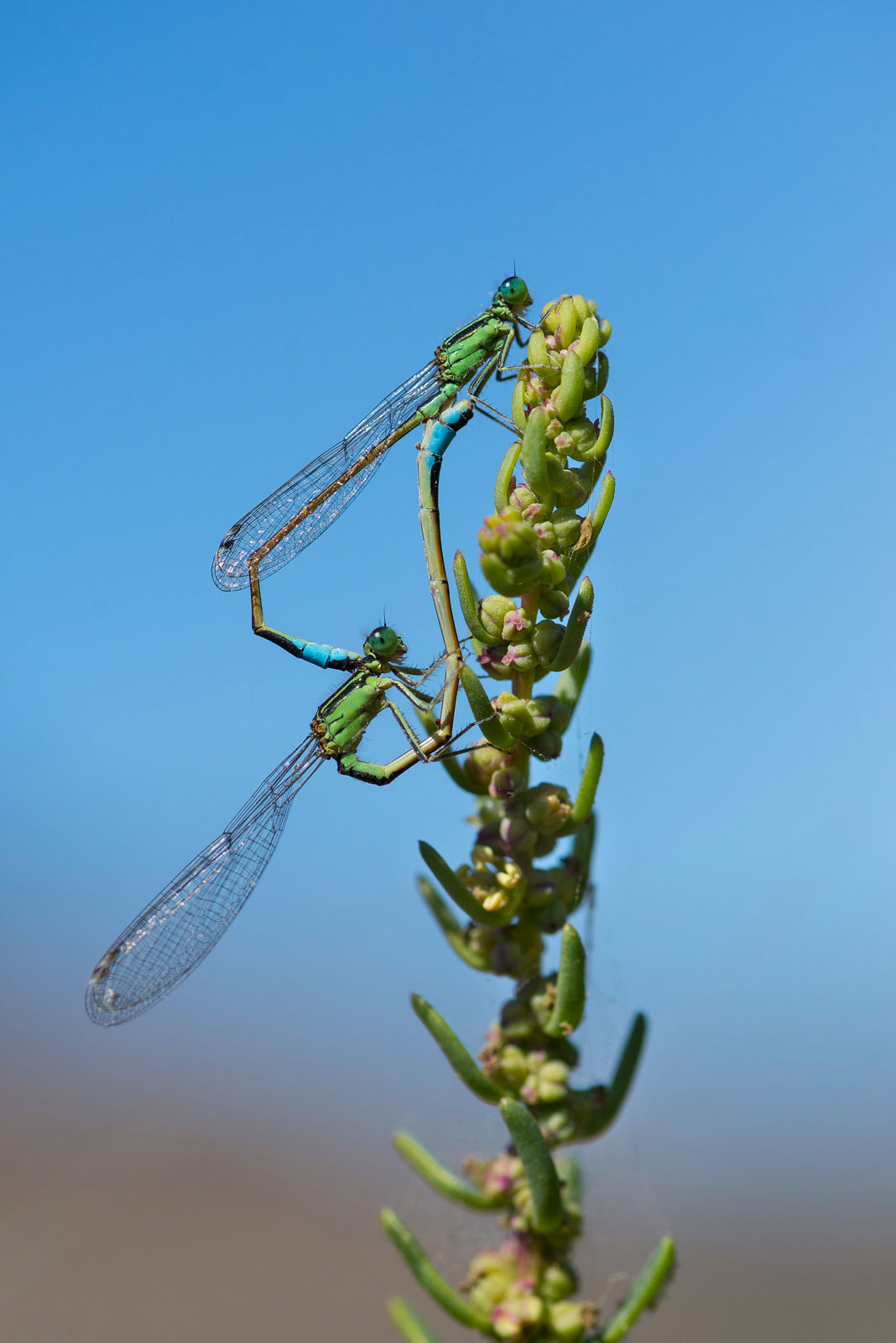 accoppiamento di Libellule