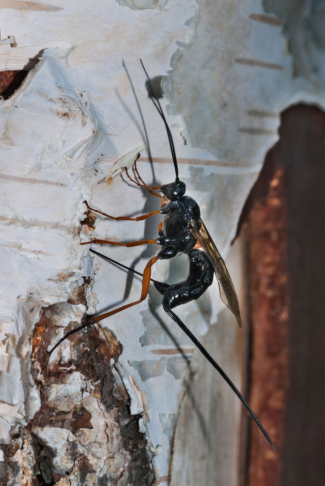 imenottero Rhyssa sp.