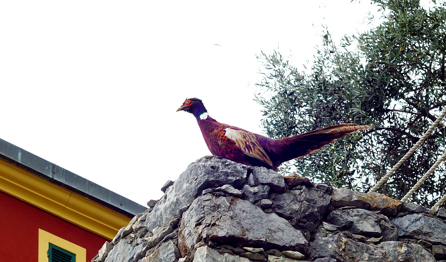 Il bullo del muretto