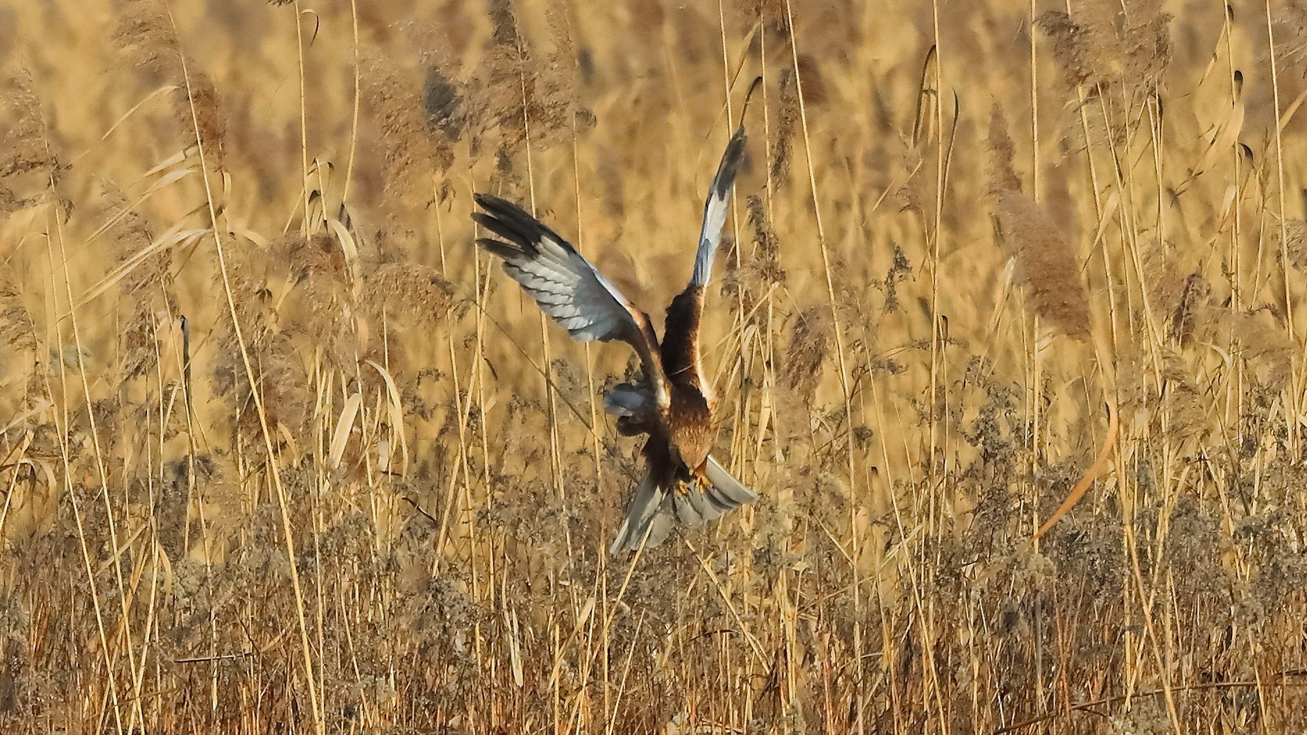 Falco di palude 21 gen 2022 --107--