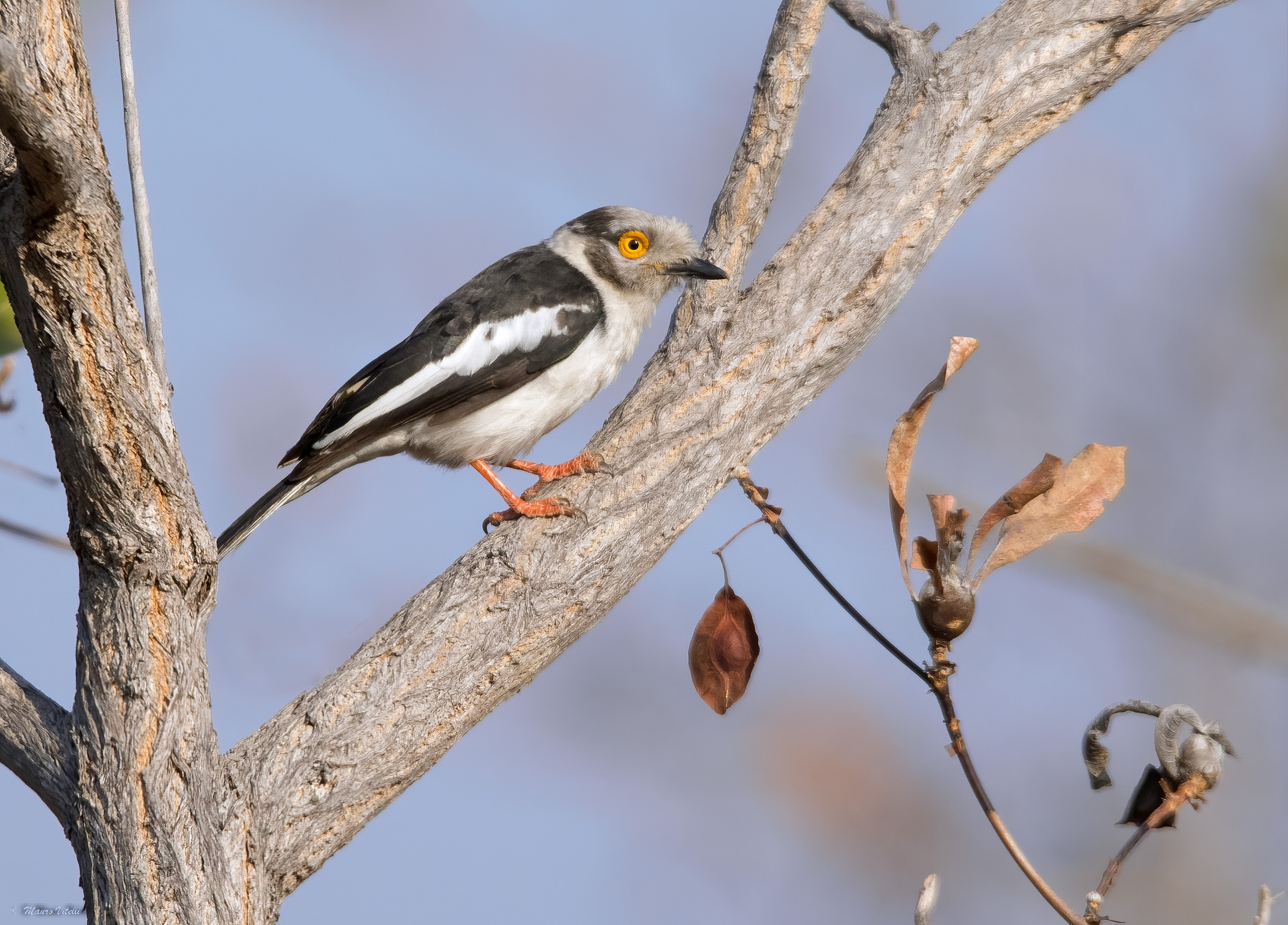 White-crested helmet-shrike