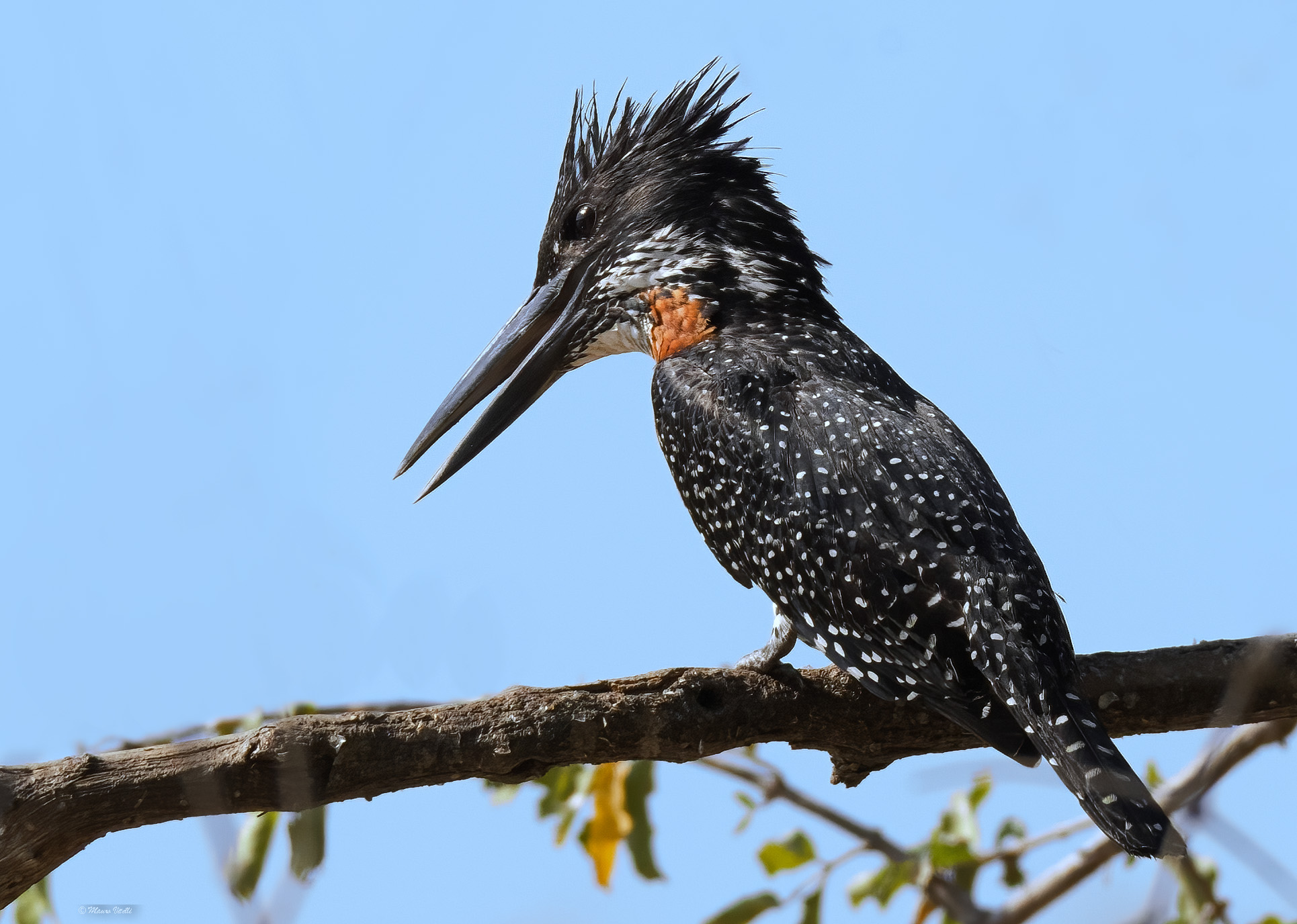 Giant kingfisher (Megaceryle maxima)