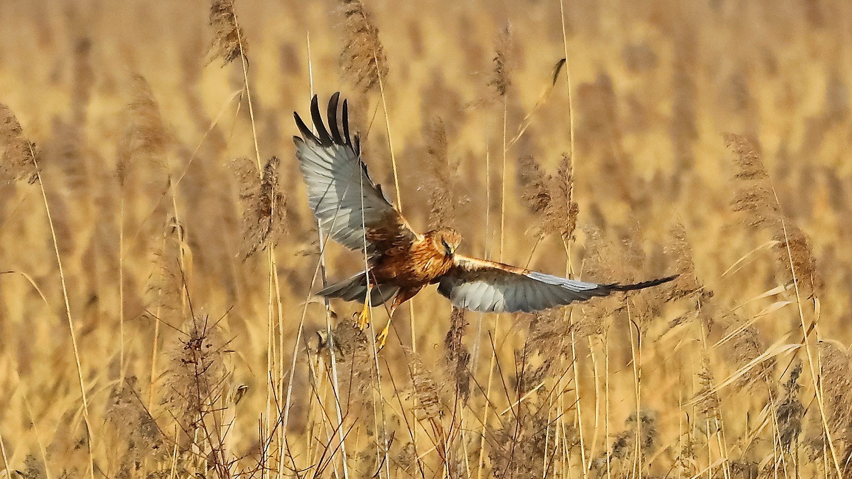 Falco di palude 21 gen 2022 --111--