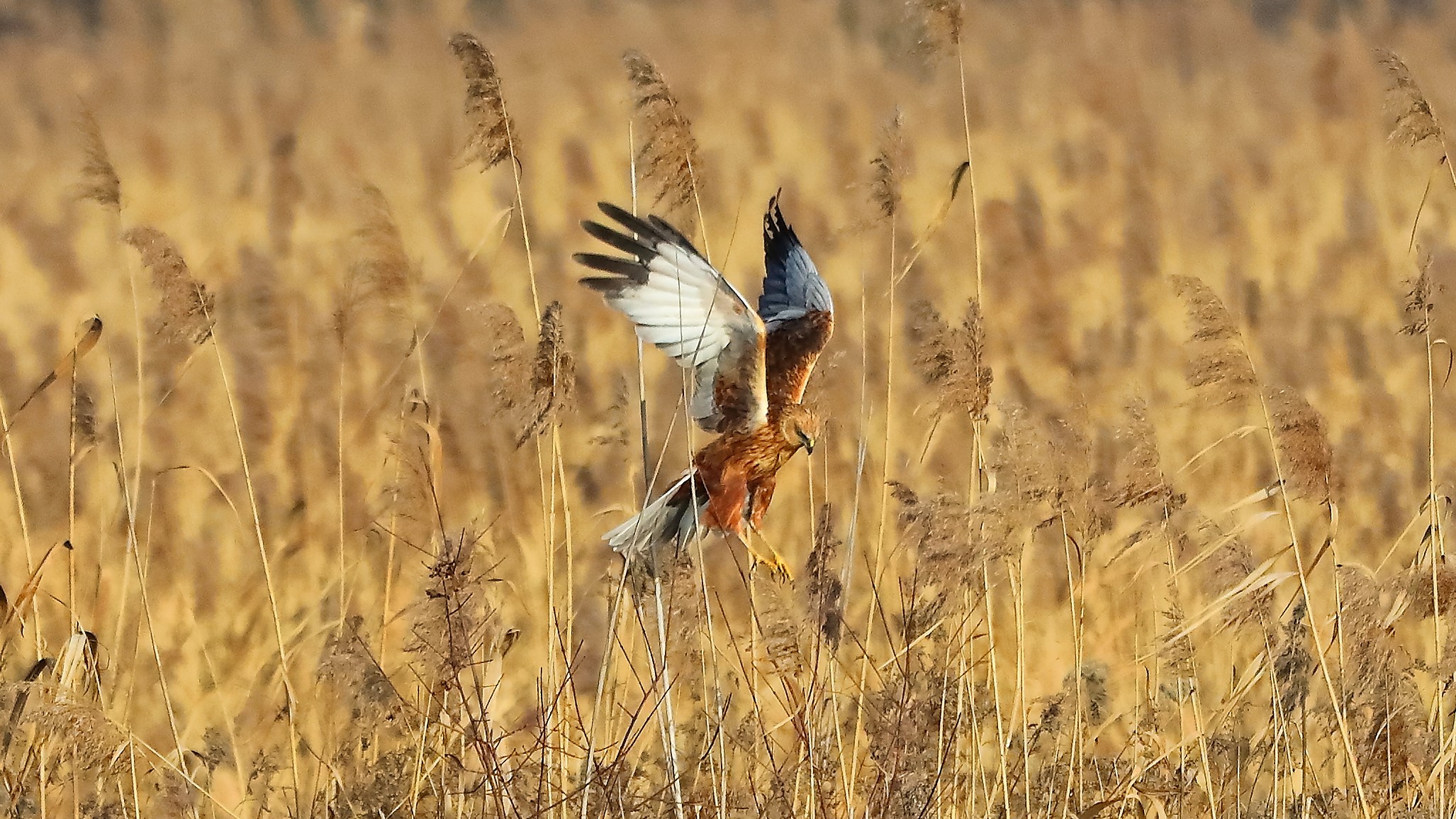 Falco di palude 21 gen 2022 --112--