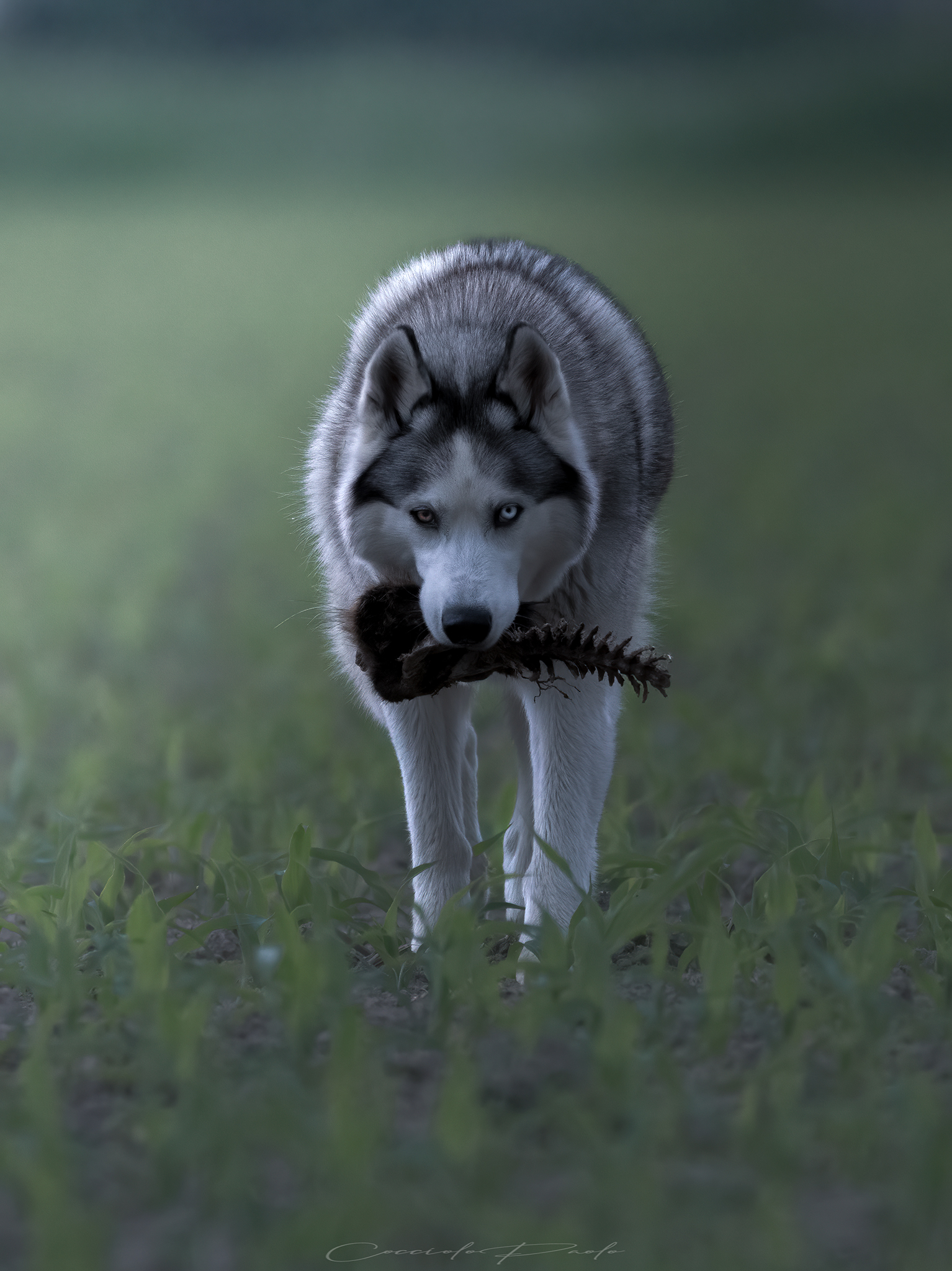 Wolf inside
