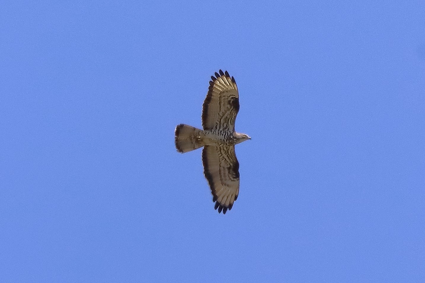 pecchiaiolo 16-07-2022