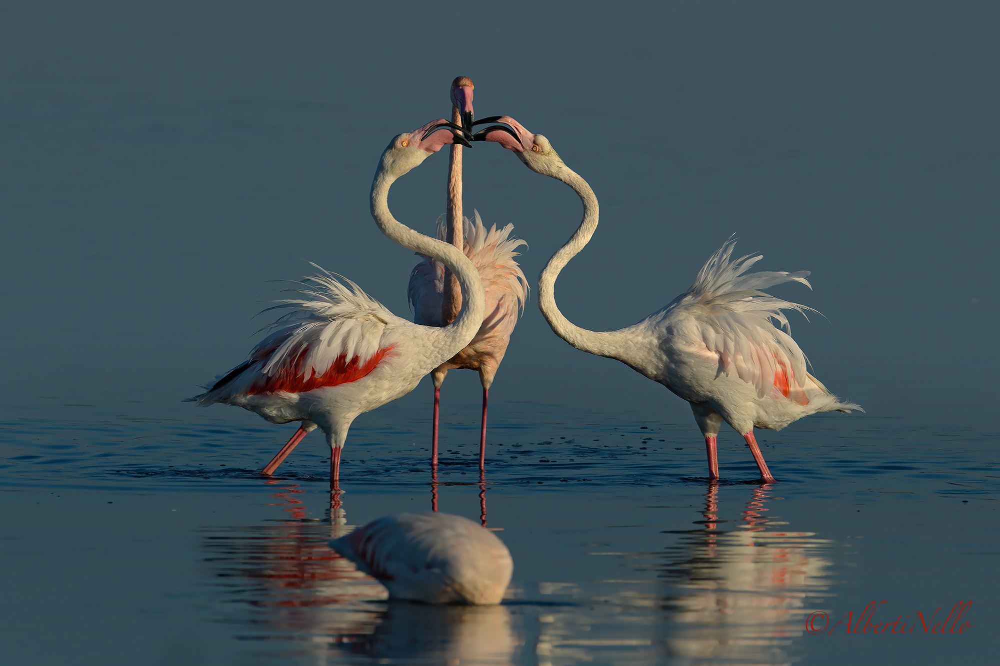 fenicotteri rosa ! i tre moschettieri