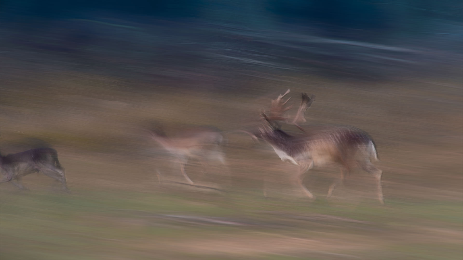 Roar of the Fallow deer, male conflicts