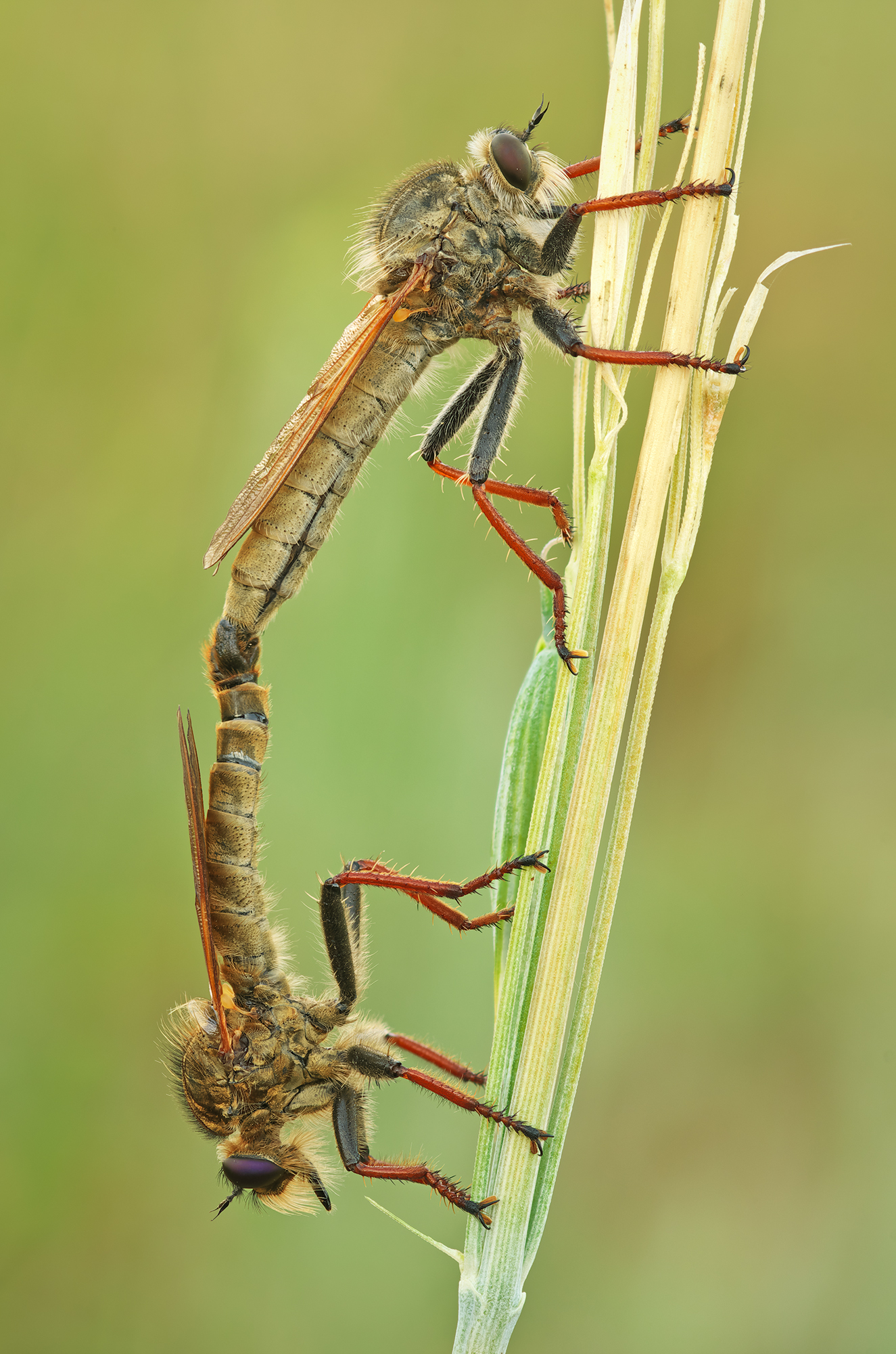 Una coppia di asilidae.