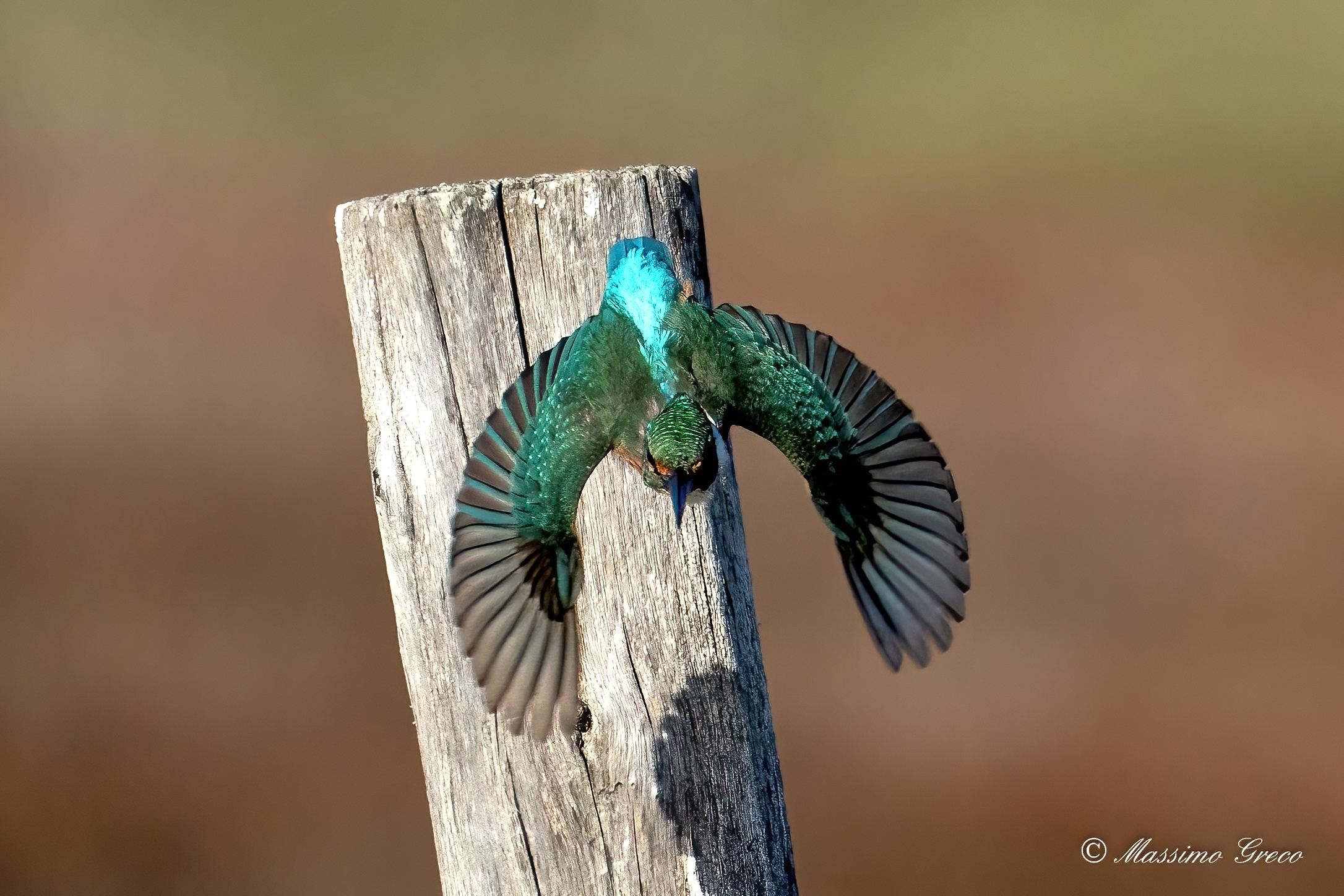 Diving kingfisher