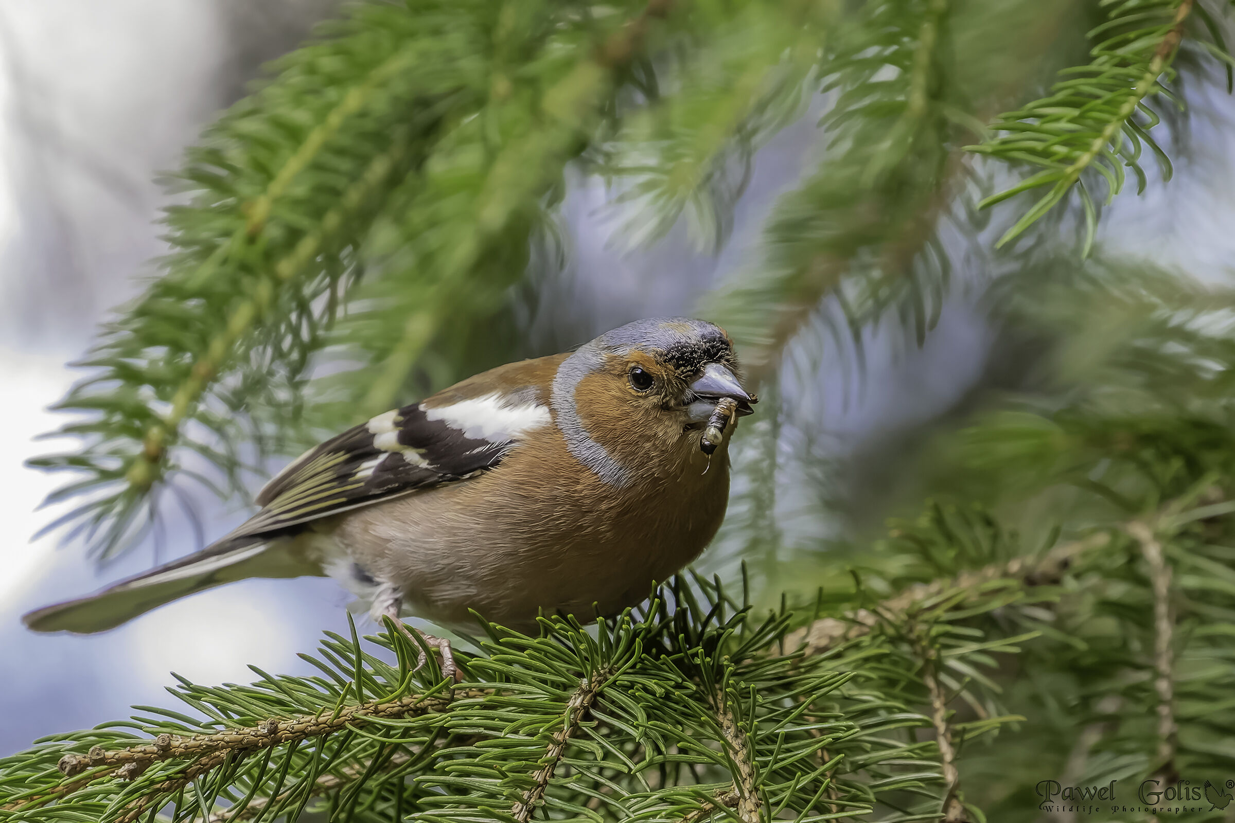 Fringuello comune (Fringilla coelebs)