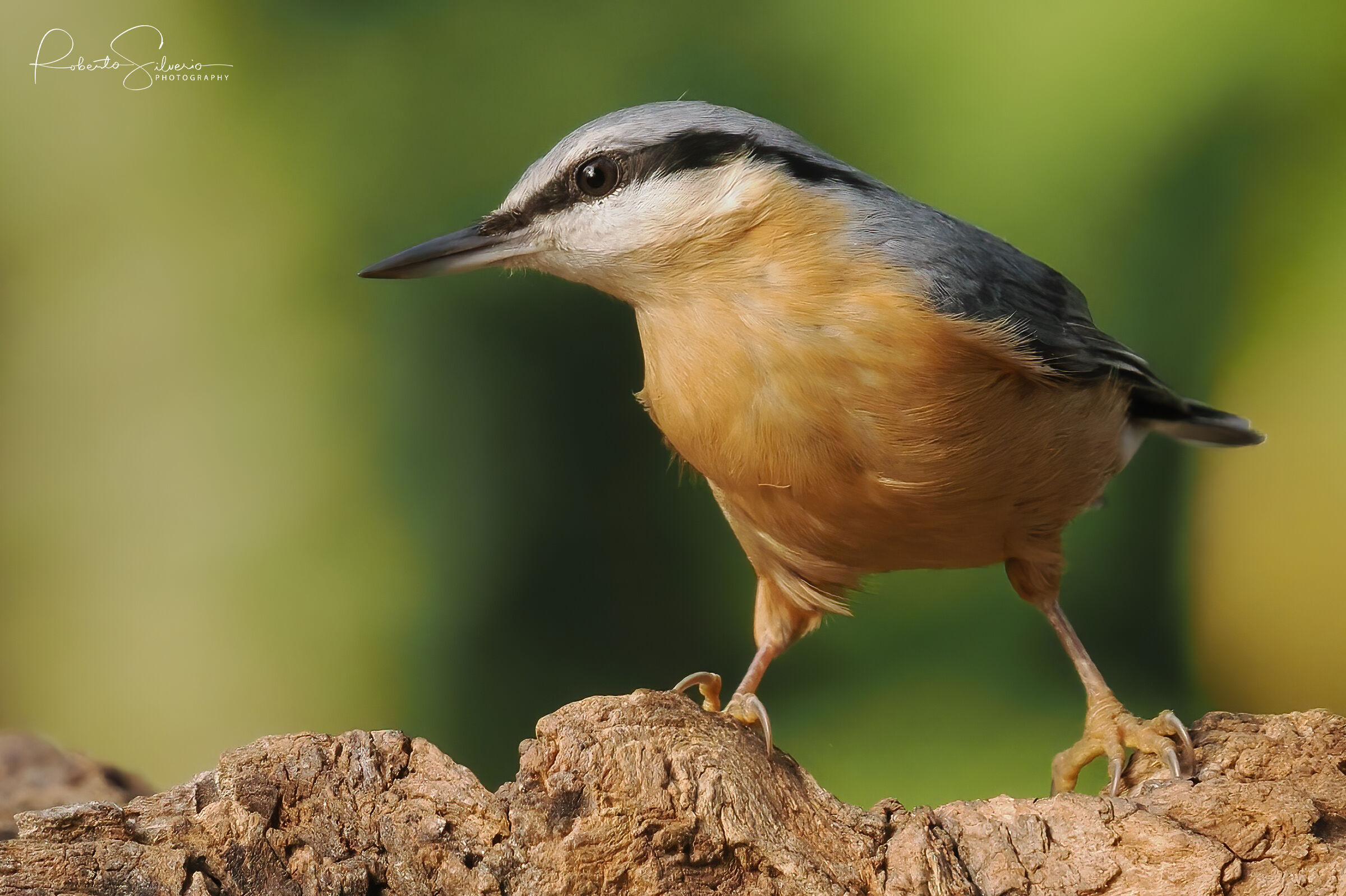 Picchio Muratore - Sitta Europea