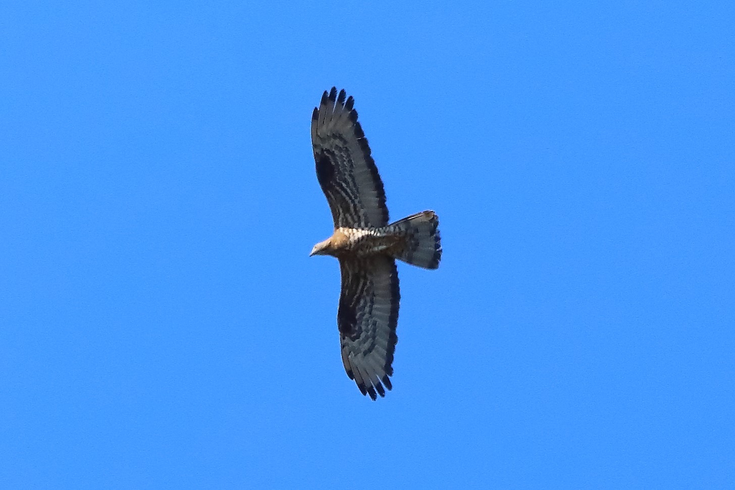 pecchiaiolo 04-08-2022