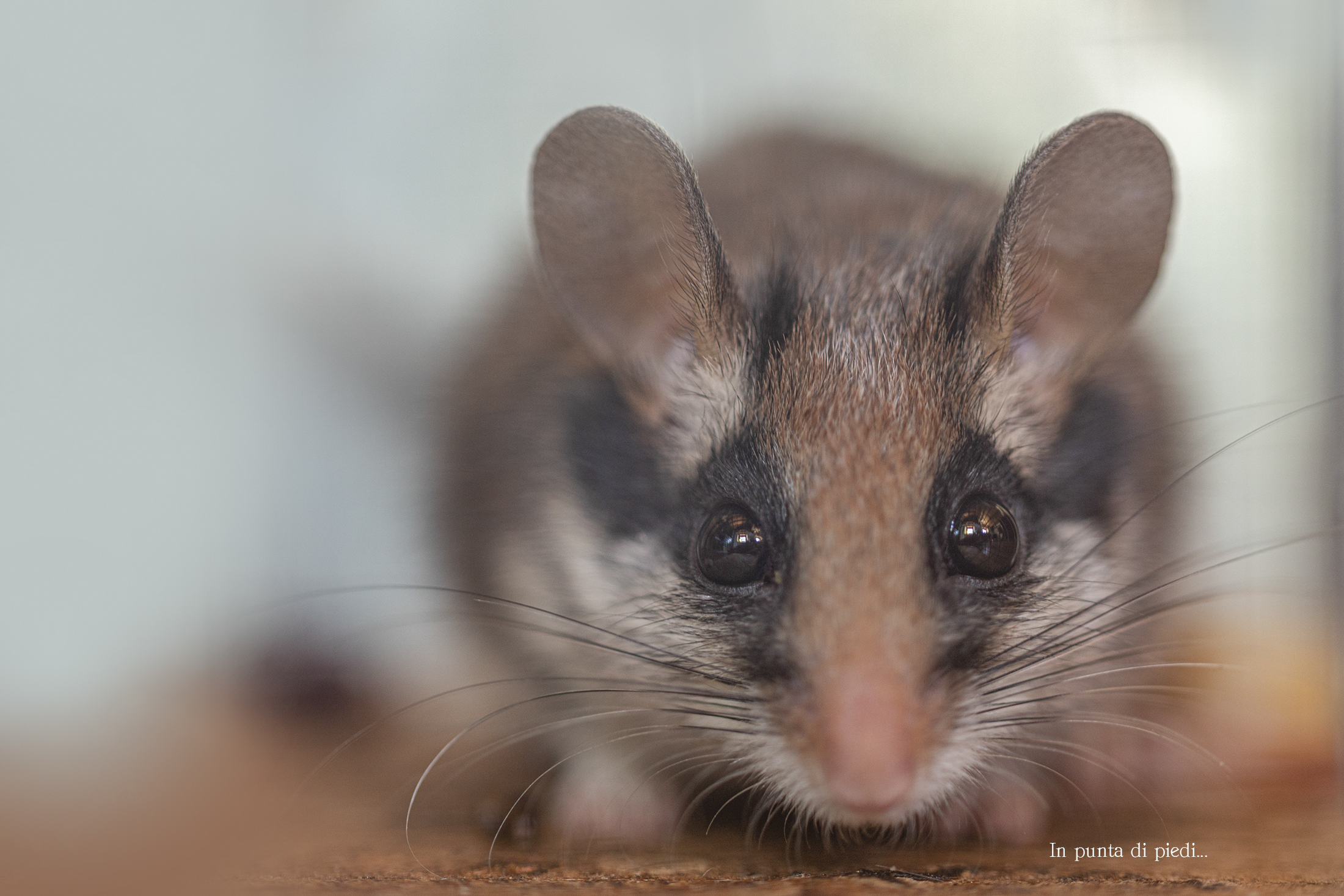 Quercino - Eliomys quercinus - Garden dormouse