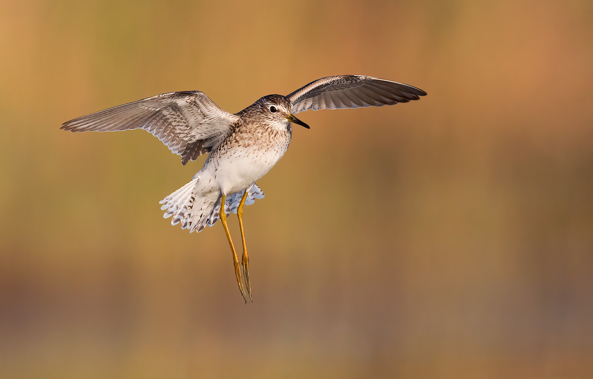 Piro Piro Boschereccio