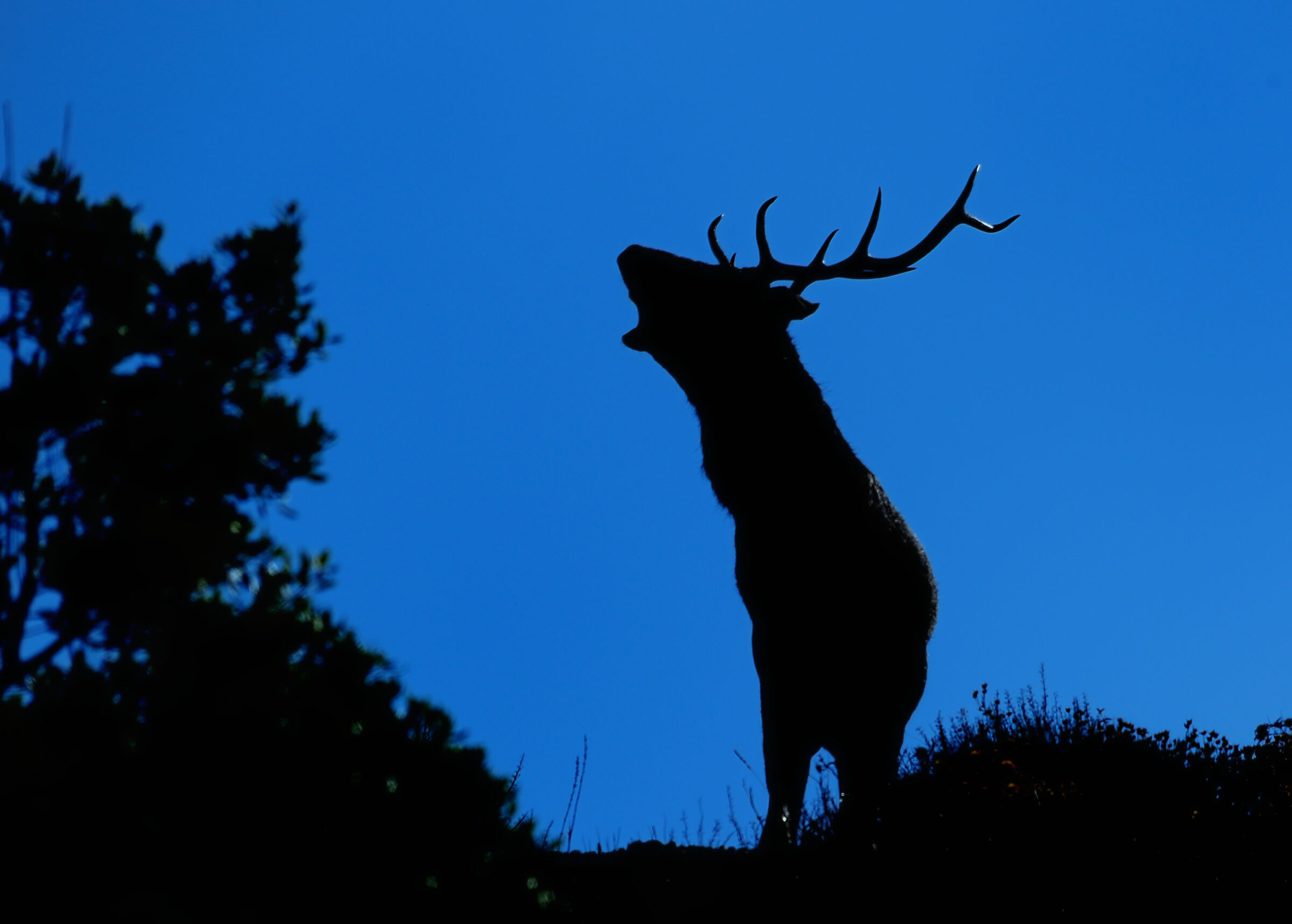 The roar at dawn