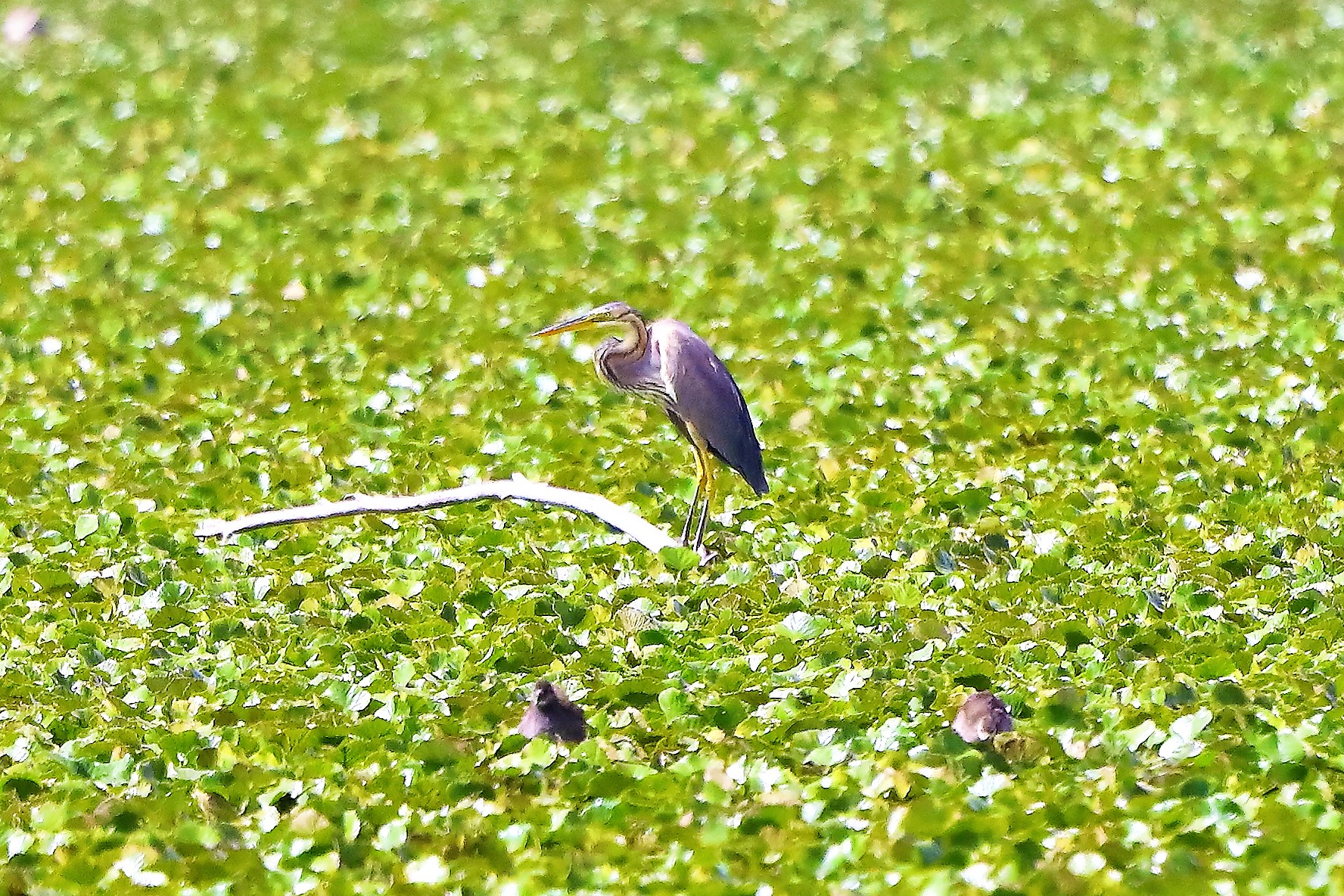 Airone rosso 19-08-2022