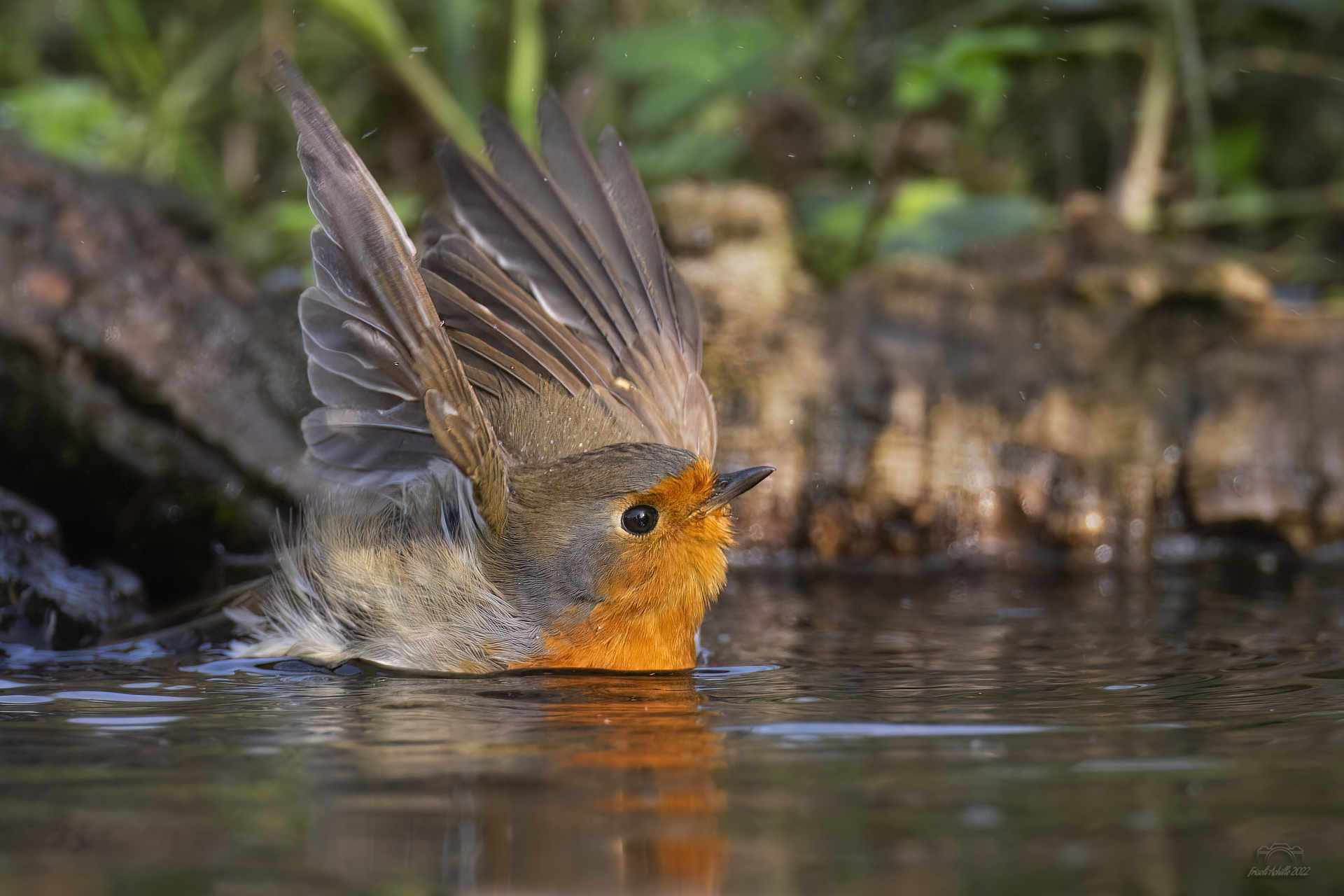 Semplicemente.........Pettirosso