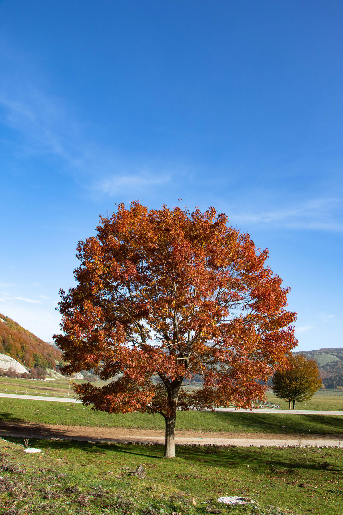 Albero autunnale