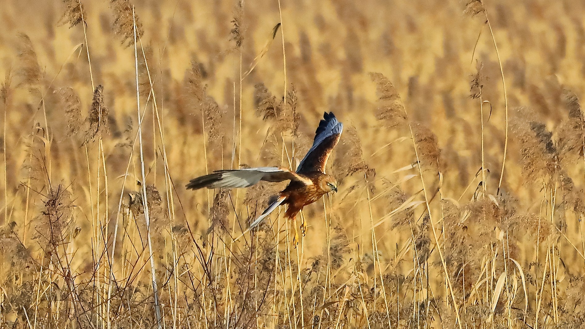 Falco di palude 21 gen 2022 --116--