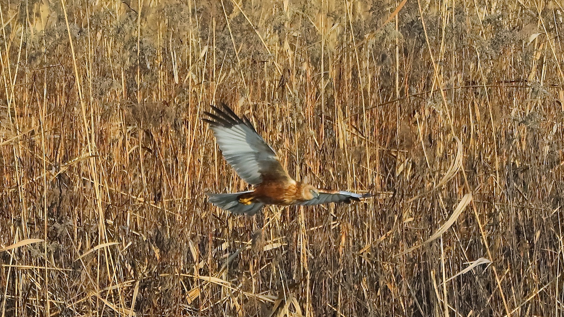 Falco di palude 21 gen 2022 --121--