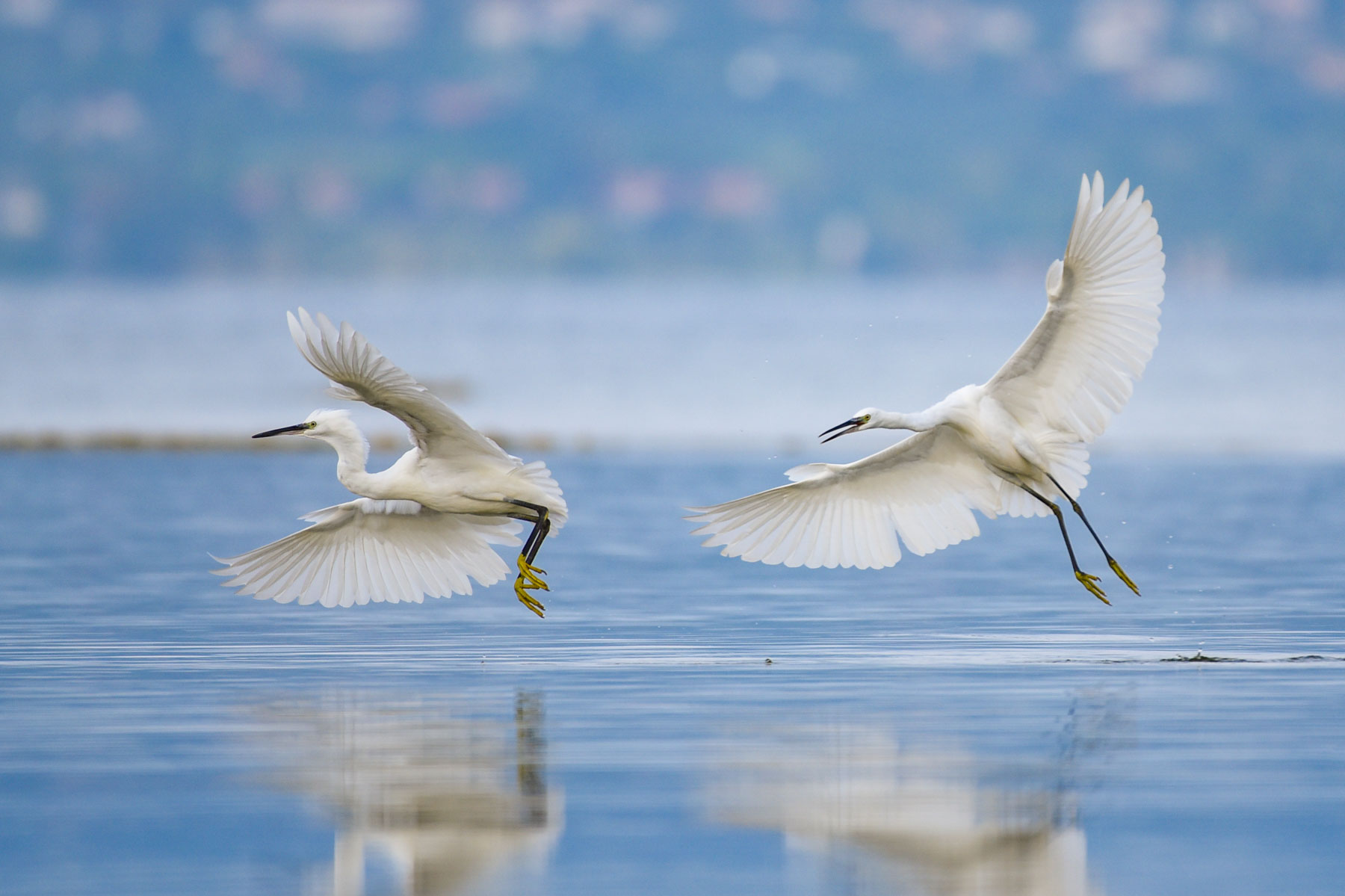 Egretta garzetta litigiosa