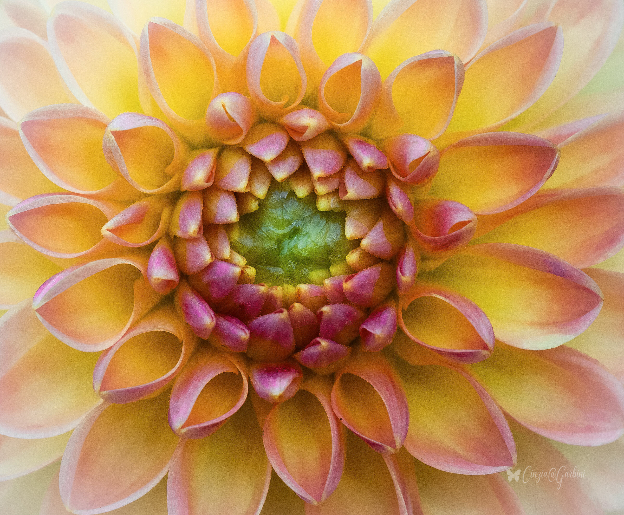 dentro il cuore della dalia