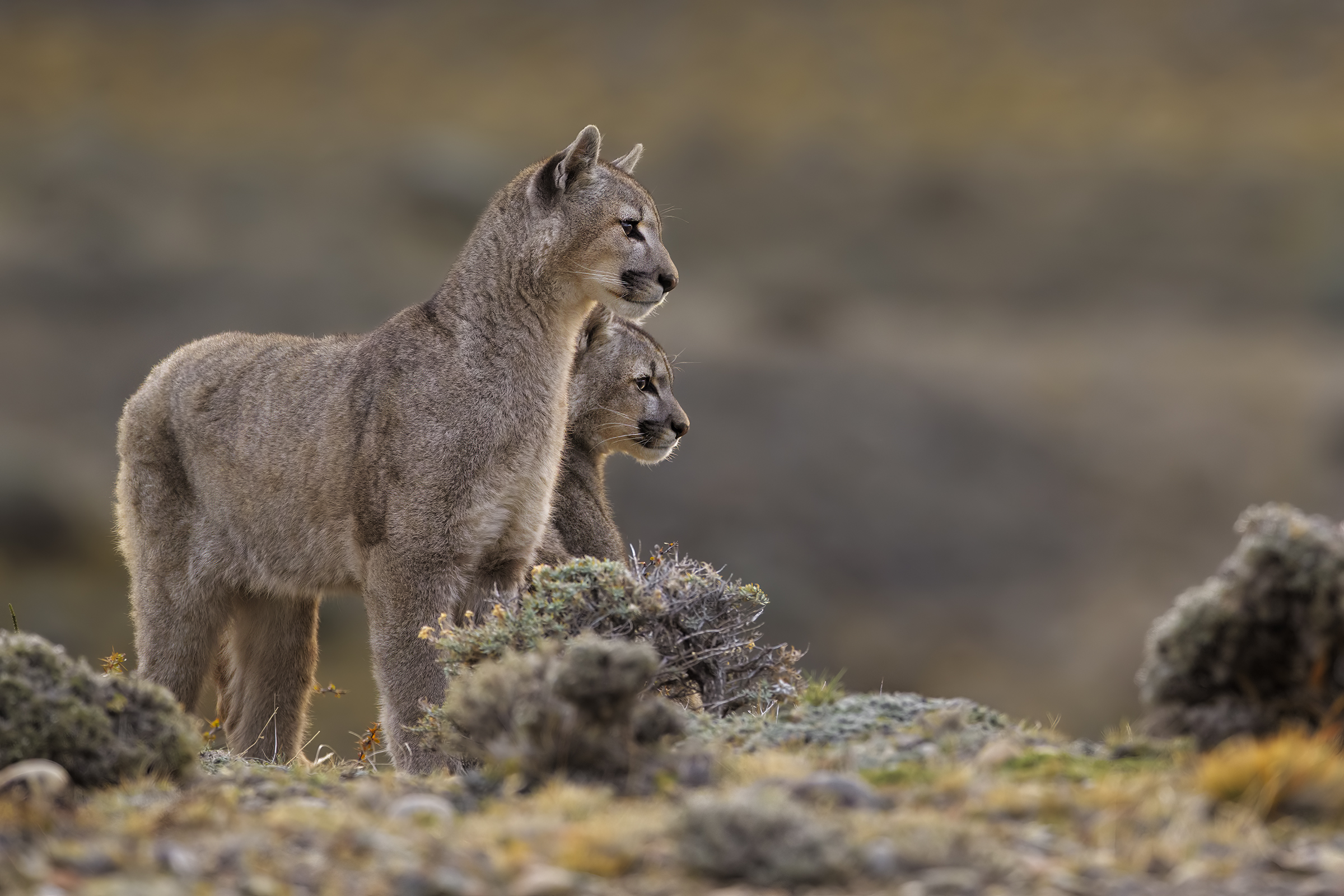 Dynasties Puma