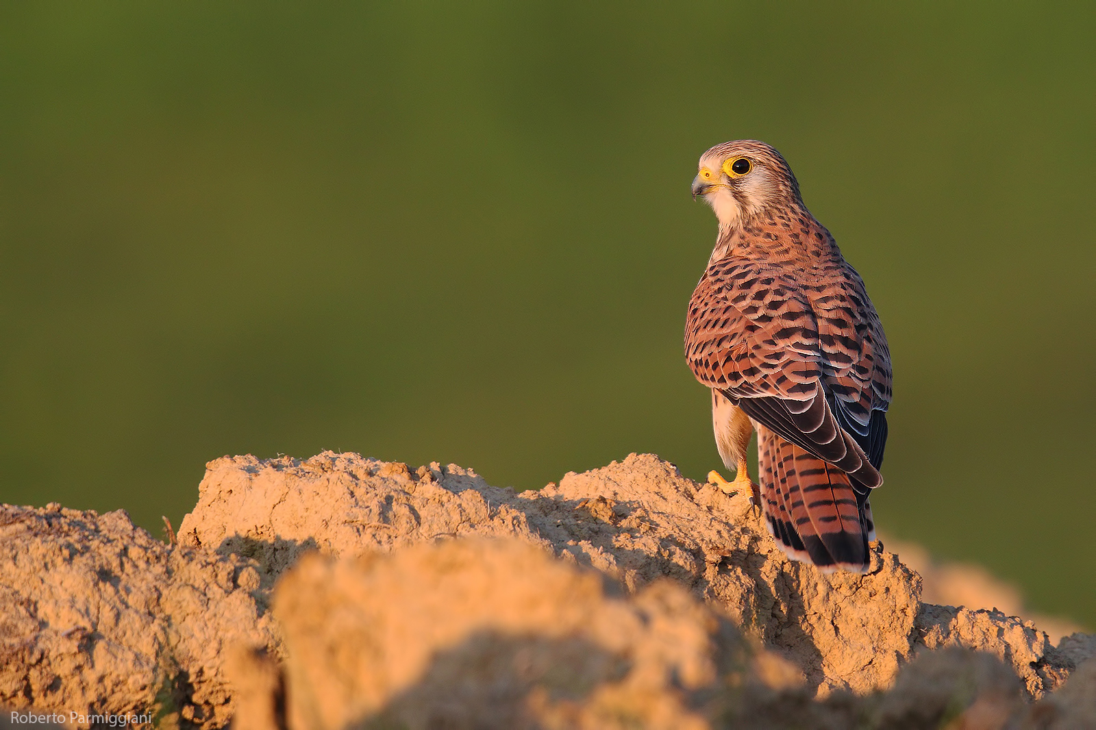 Kestrel