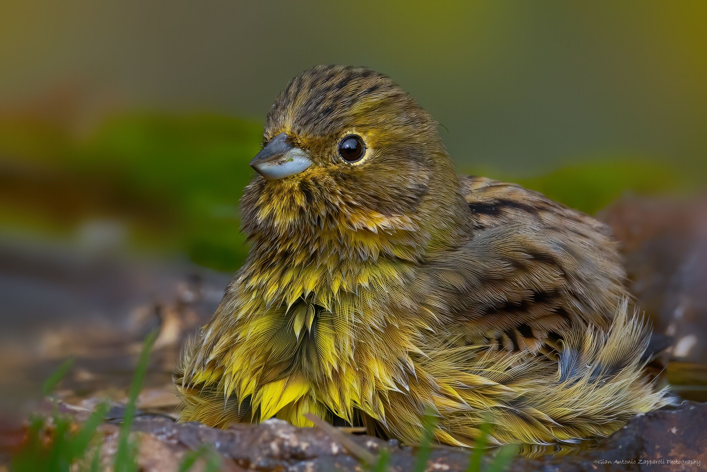 Zigolo giallo (Emberiza citrinella)