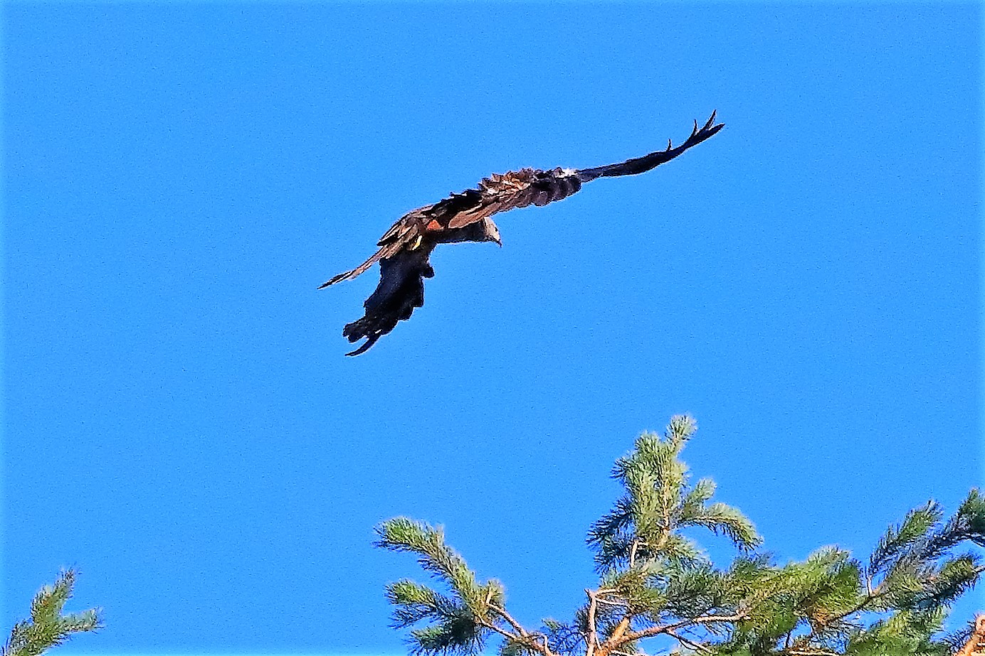 Nibbio bruno 02-08-2022